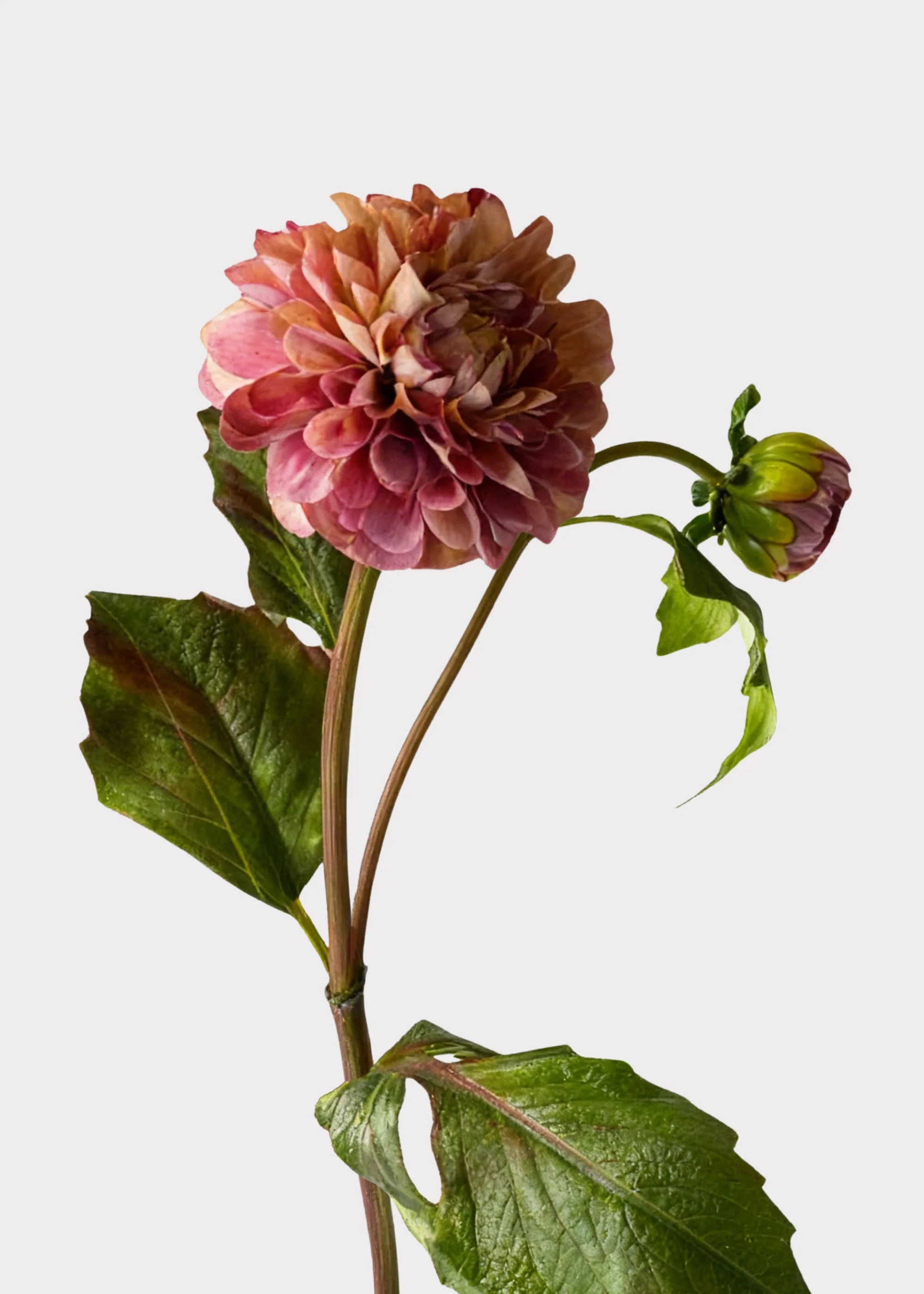 Antique Lavender Cream Artificial Dahlia Flower - 20"