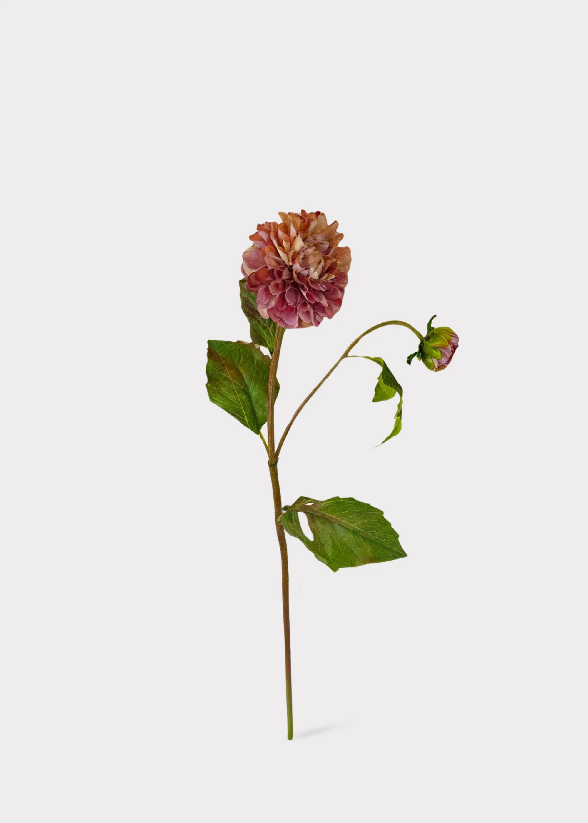 Antique Lavender Cream Artificial Dahlia Flower - 20" - Image 2