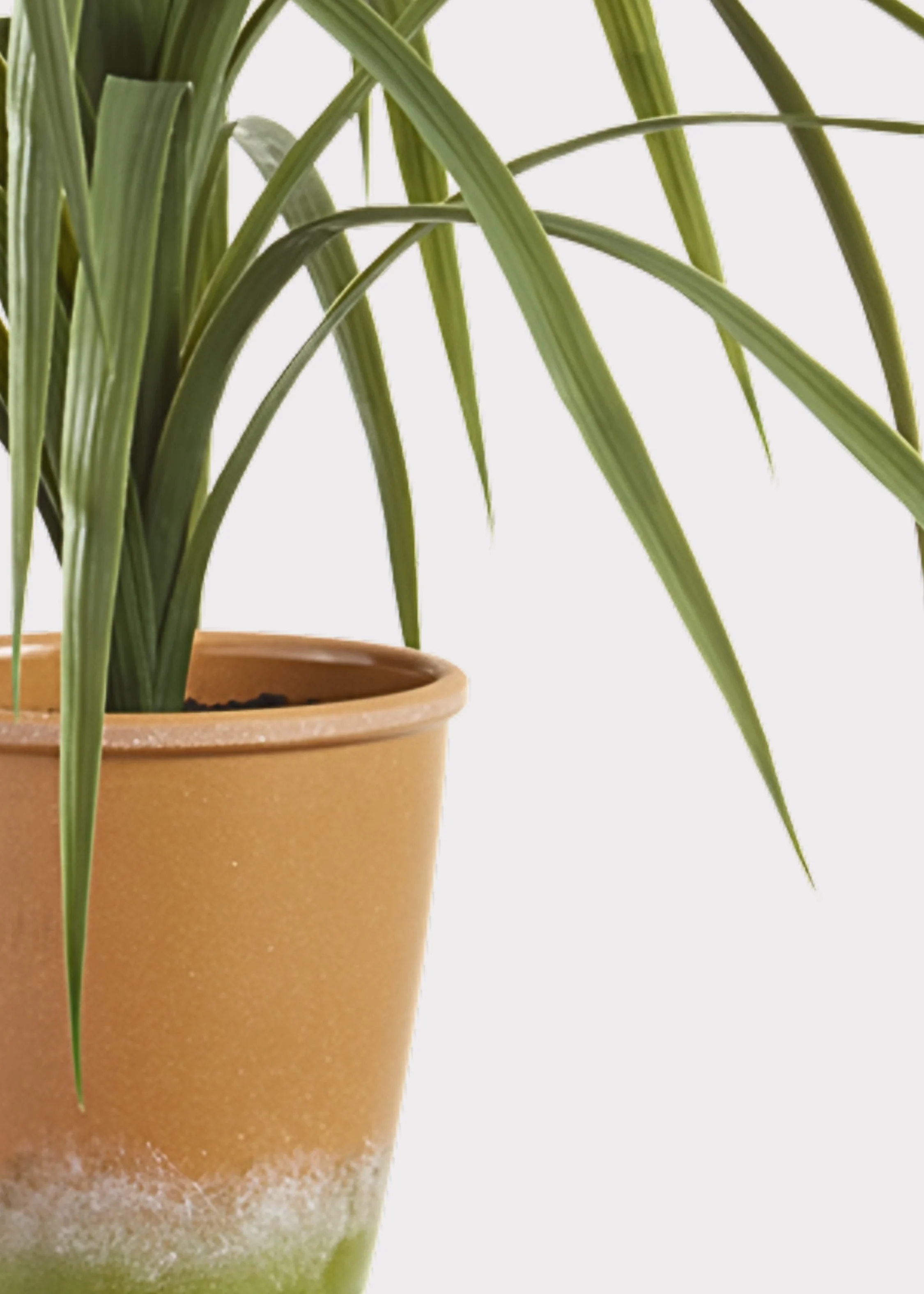 Artificial Dracaena Succulent Plant in Pot - 25.5" - Image 2
