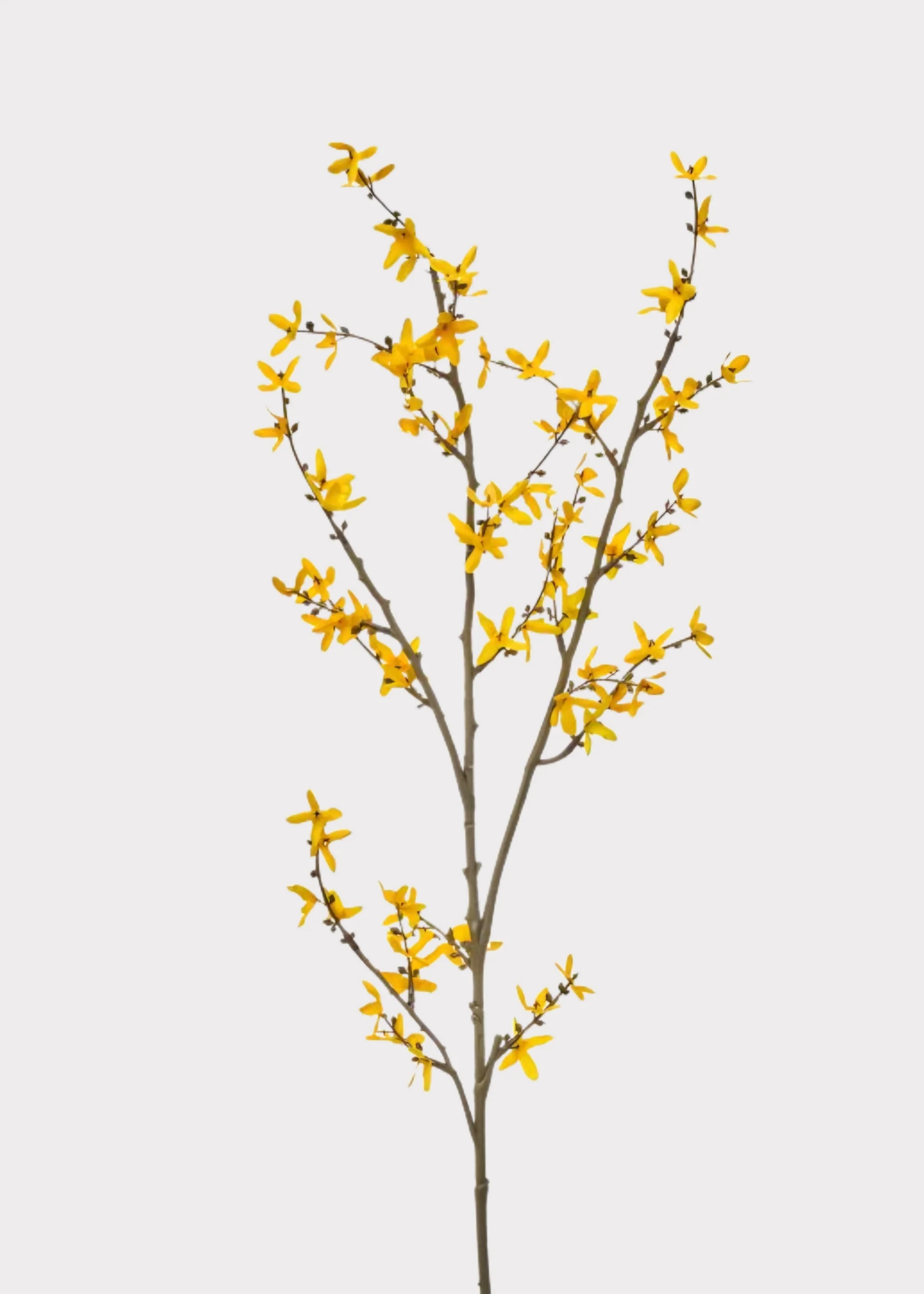 Artificial Forsythia Flower Branch in Golden Yellow - 45"