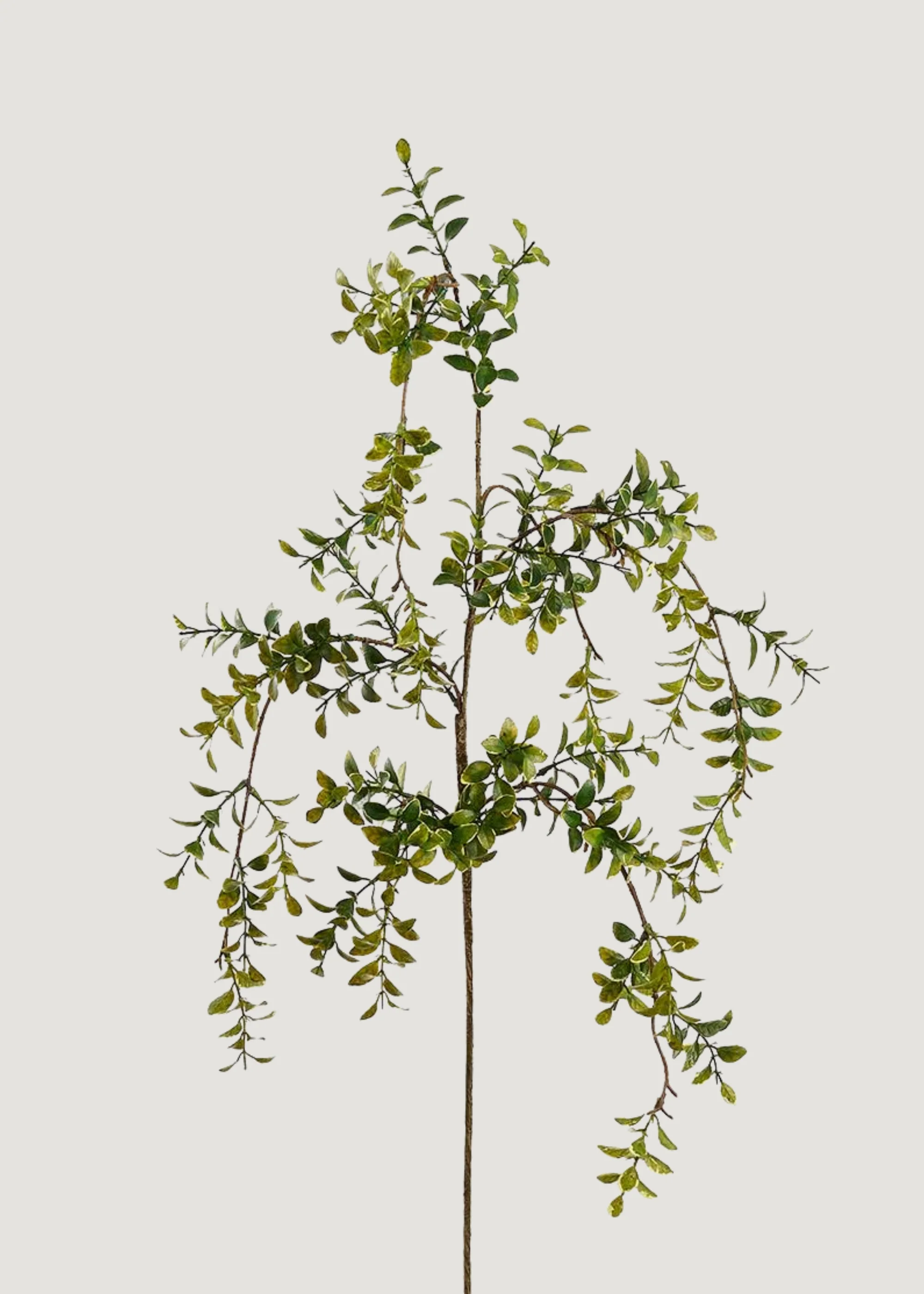 Artificial Hanging Boxwood Leaf Branch - 45"