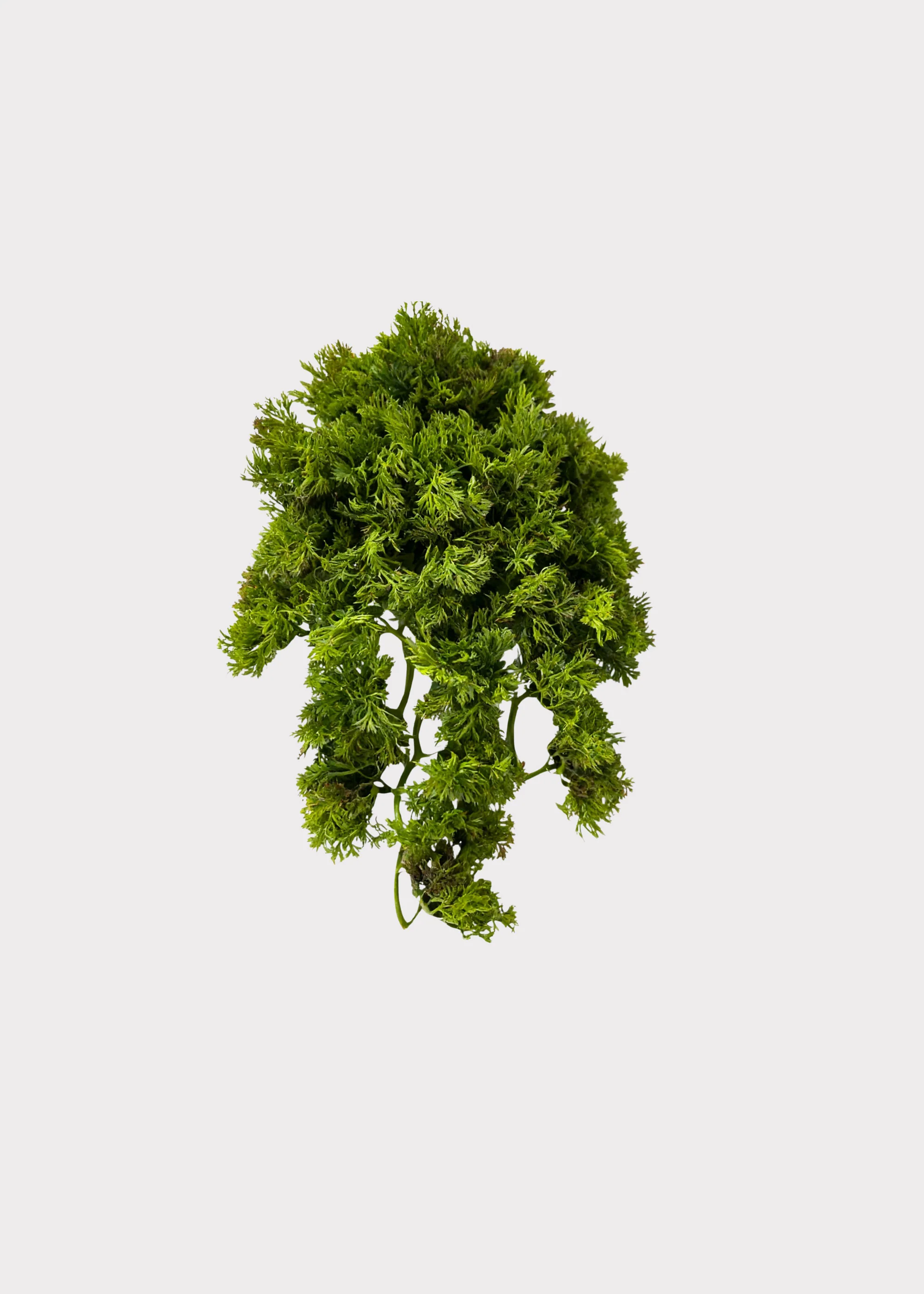 Artificial Moss Vine Hanging Bush - 14"
