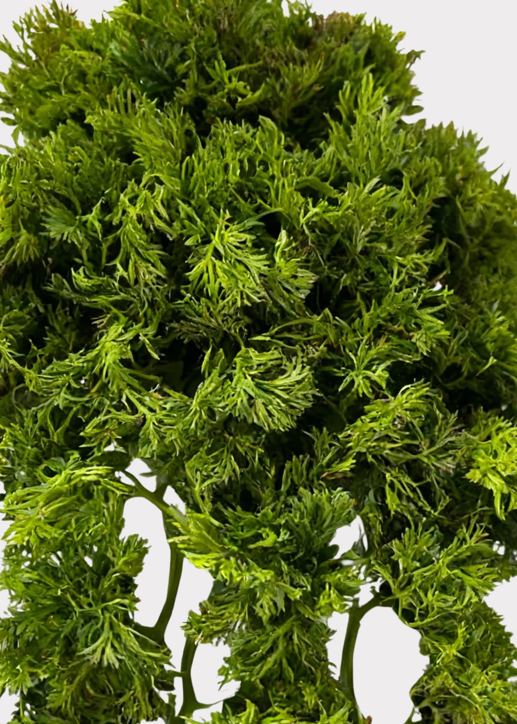 Artificial Moss Vine Hanging Bush - 14" - Image 2