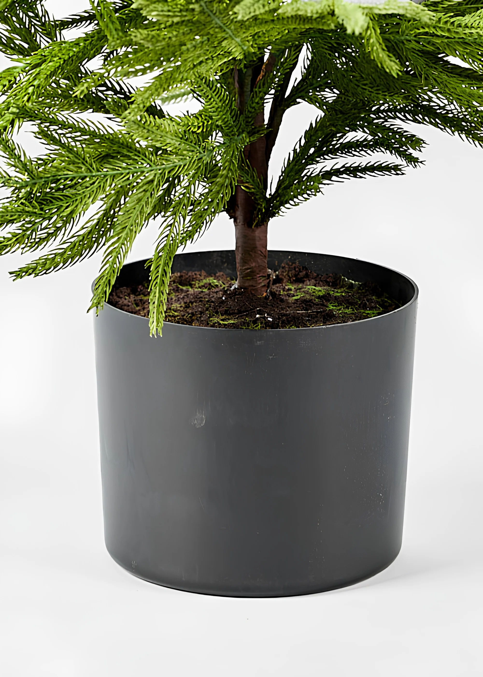 Afloral™ Artificial Norfolk Pine Tree - 36" - Image 6