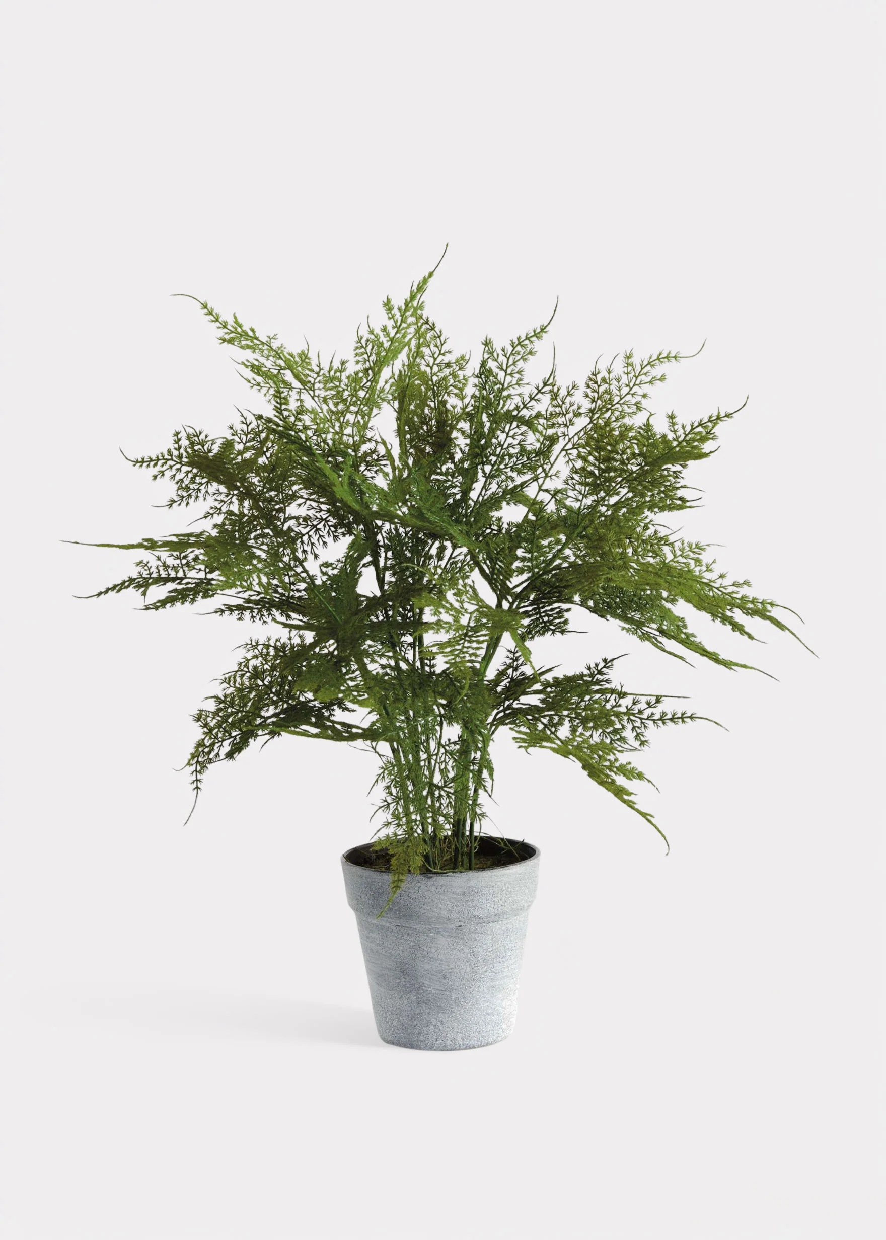 Artificial Plumosus Fern Potted Plant - 21"