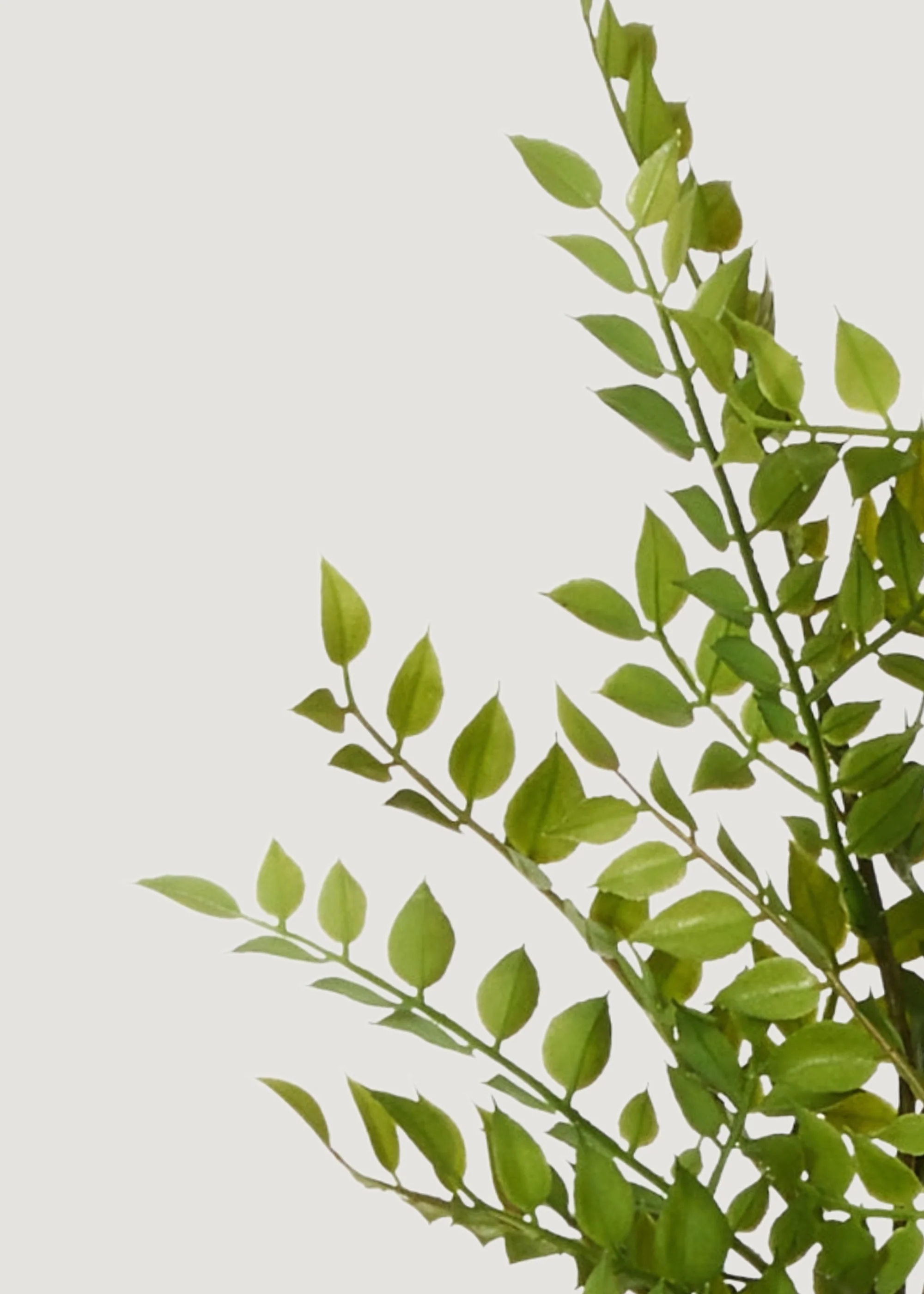 Artificial Ruscus Leaf Branch - 36.5" - Image 2