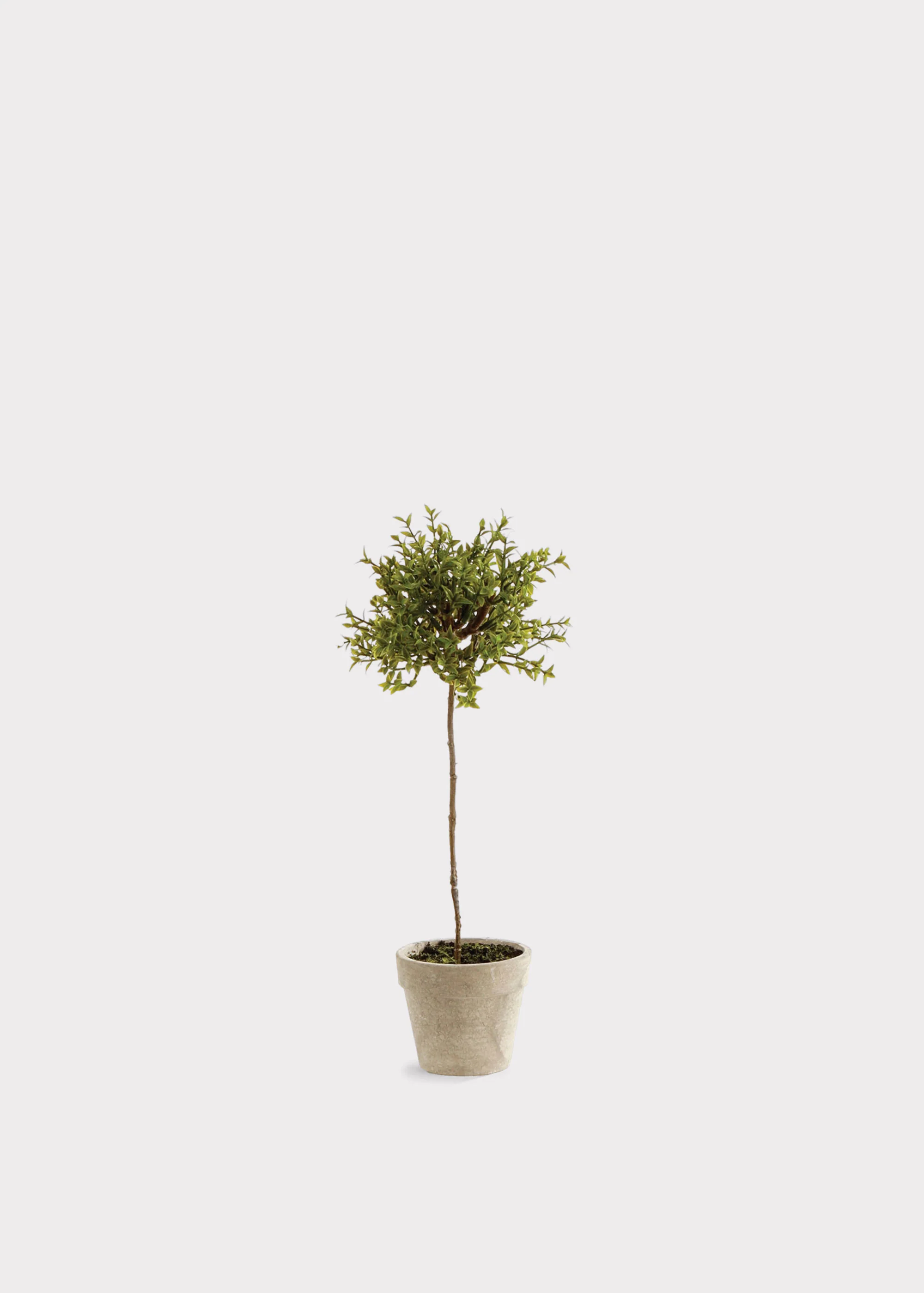 Artificial Thyme Herb Topiary Potted Plant - 13"