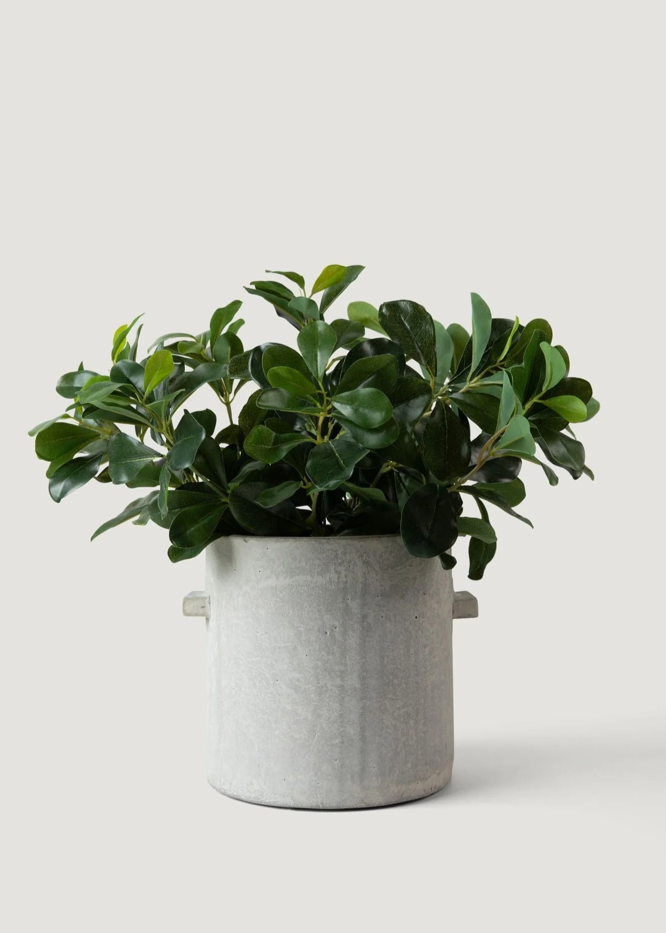 SAVE - Natural Touch Artificial Wax Privet Leaf Plant - 15" - Image 5