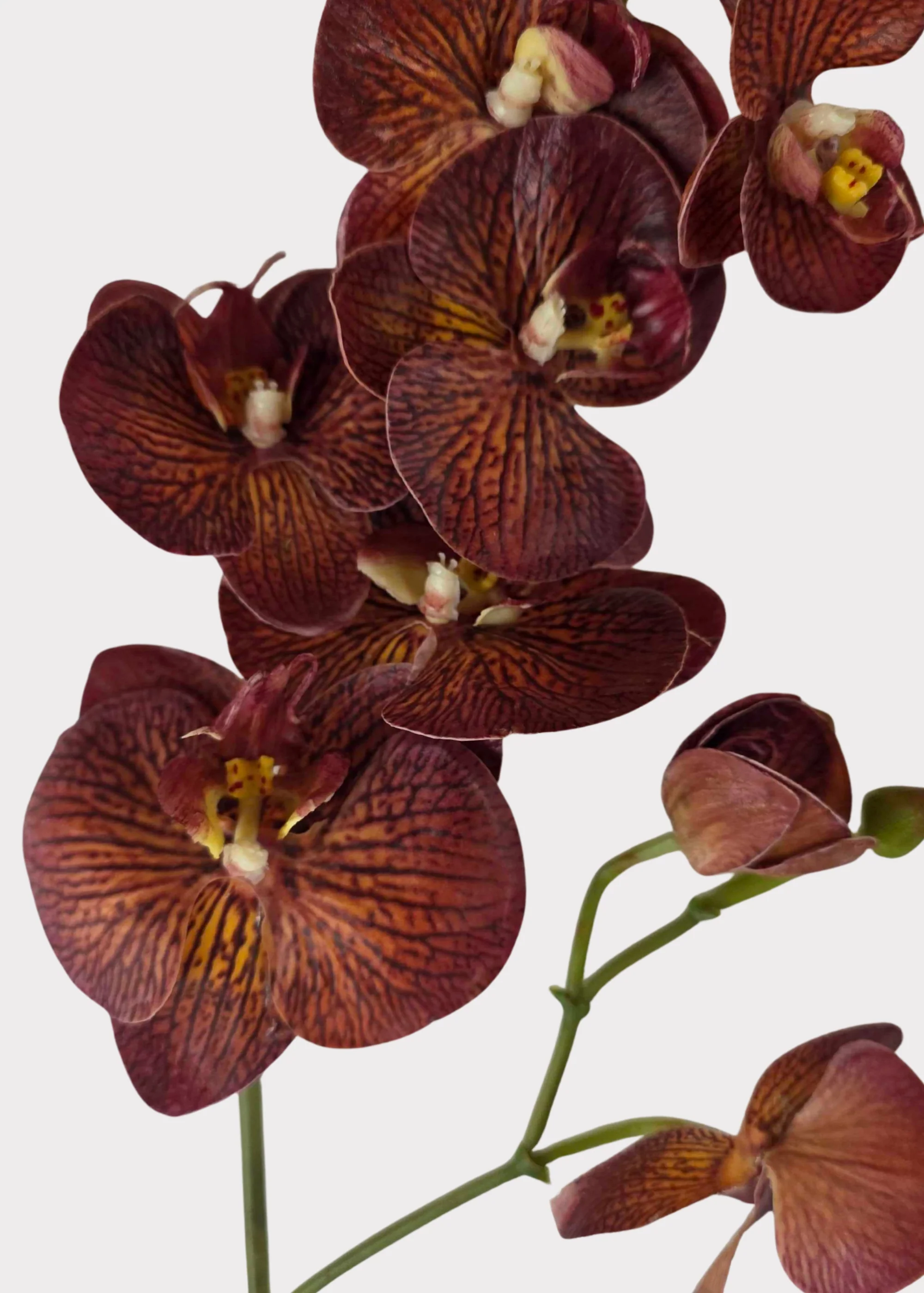Autumn Brown Real Touch Fake Phalaenopsis Orchid - 31" - Image 2