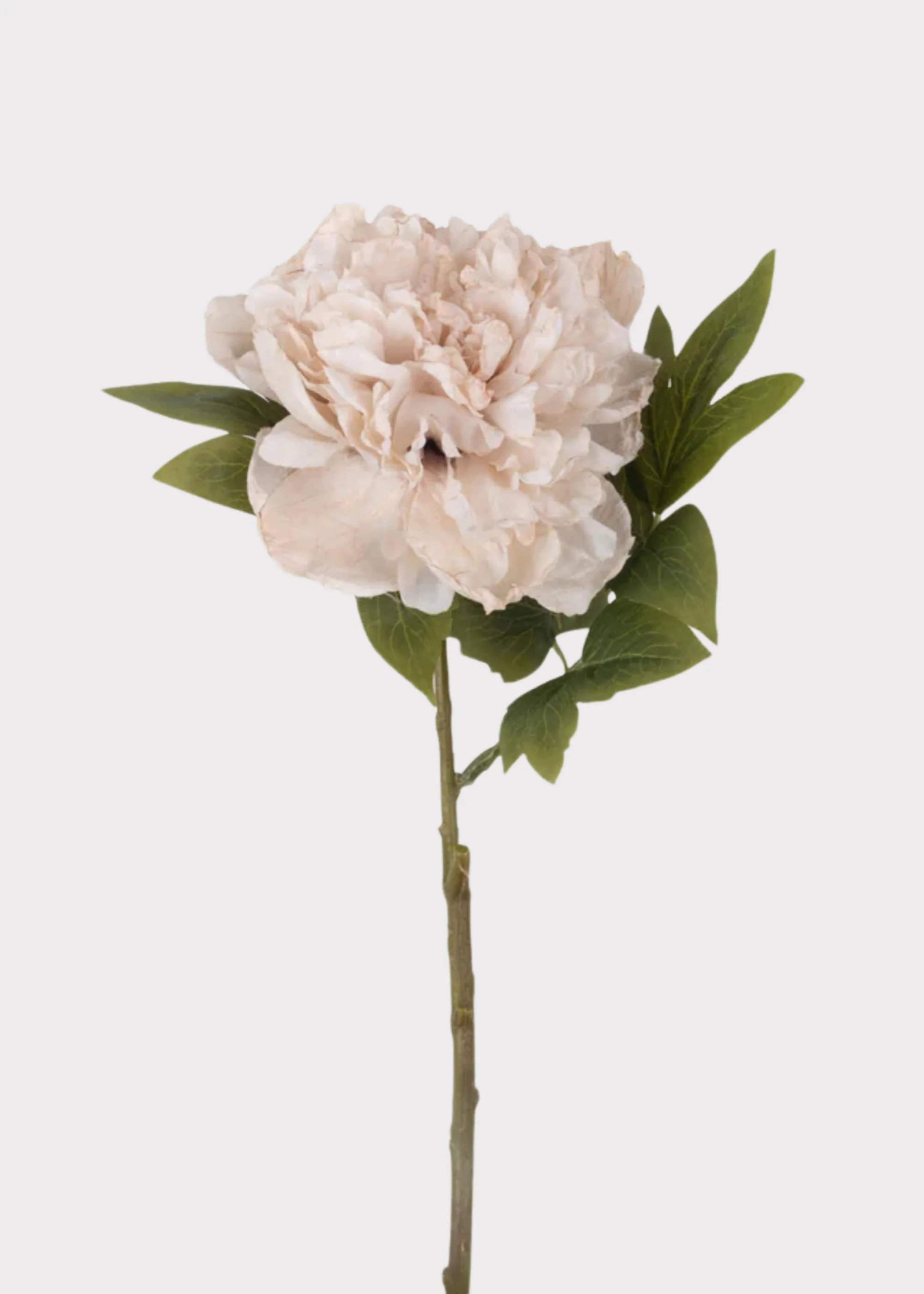 Abigail Ahern Beige Blush Artificial Peony Flower - 17.5"