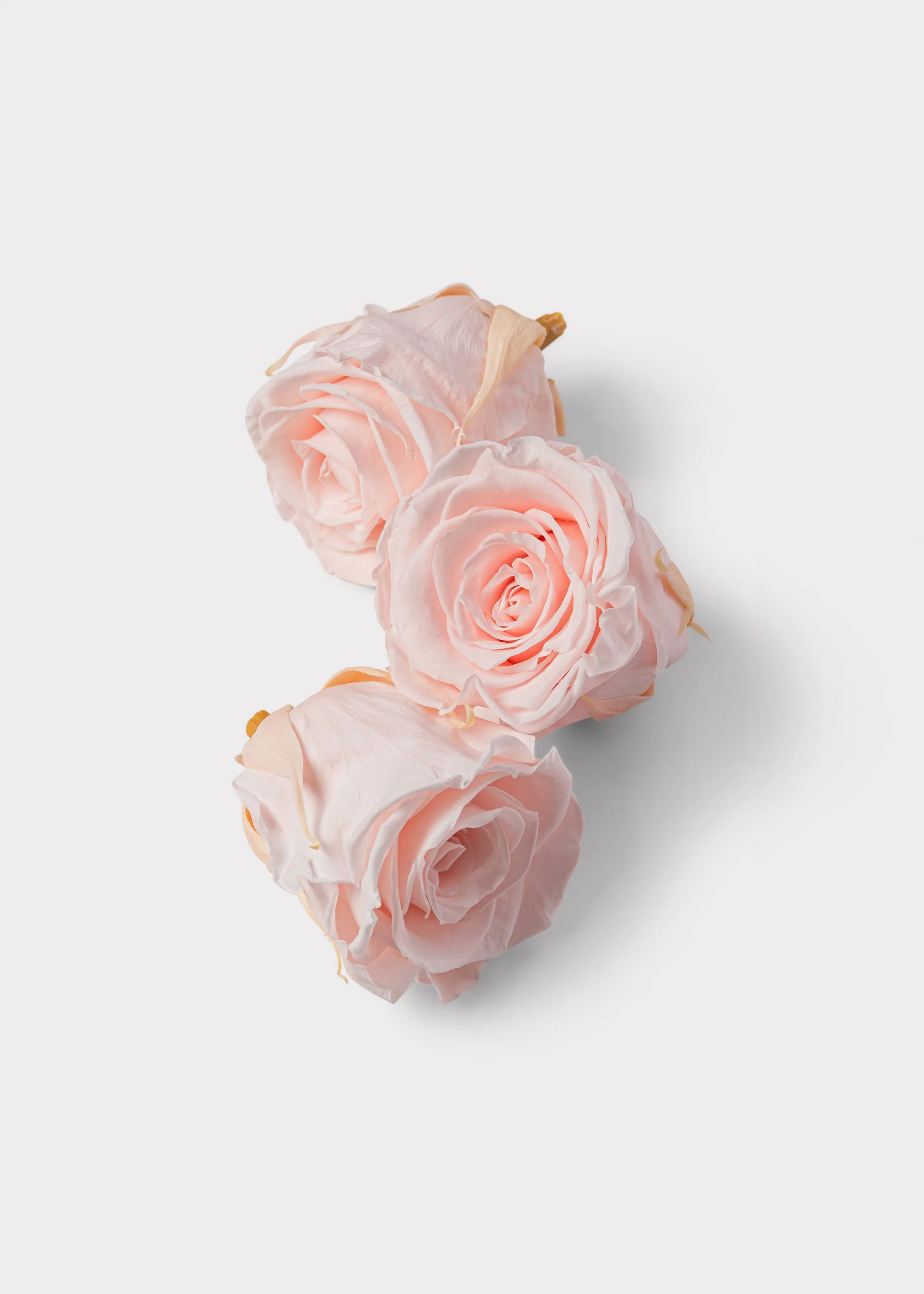 Box of 8 Pink Beige Preserved Rose Heads - 1.75-2" Wide - Image 2