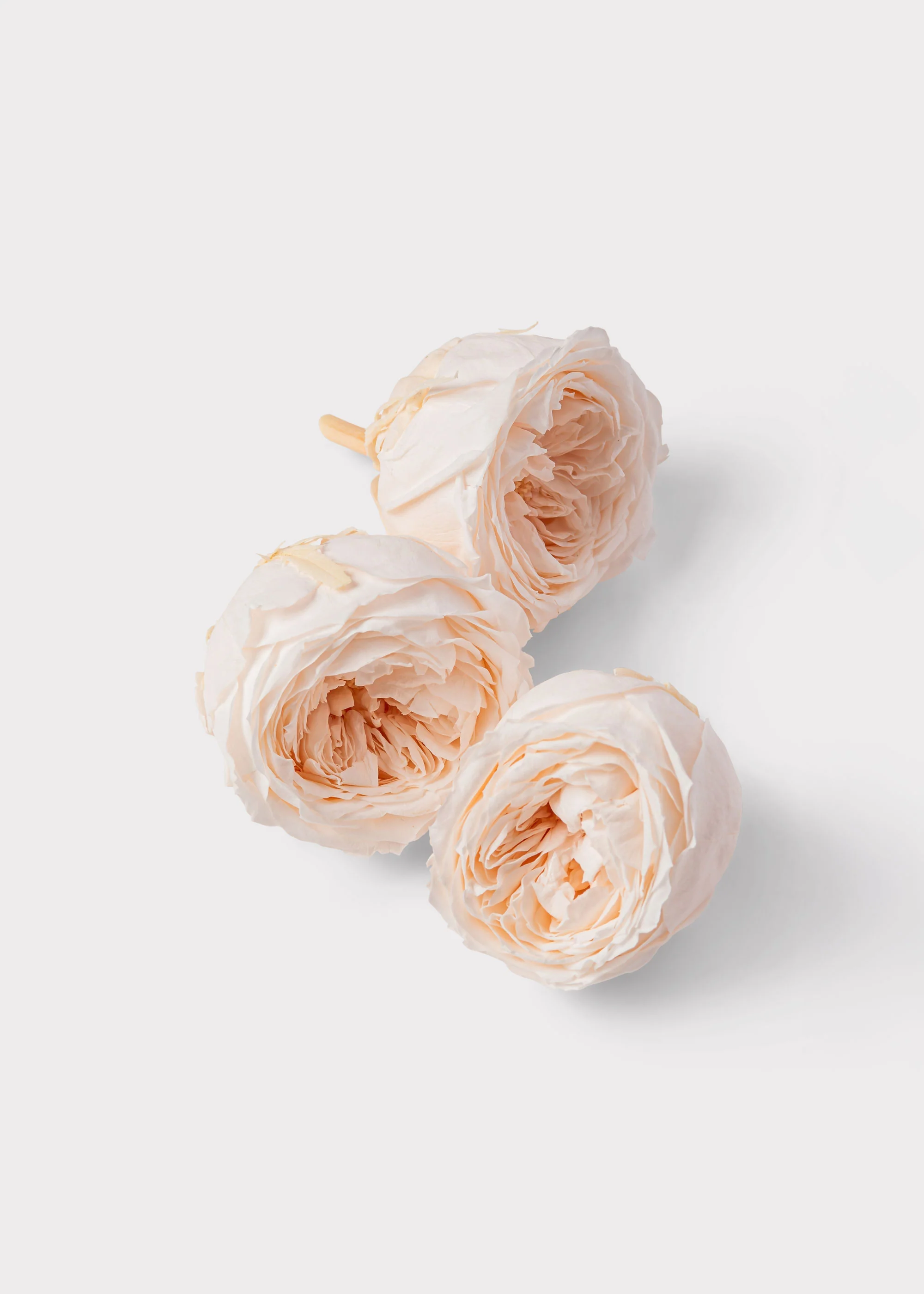 Box of 8 Preserved English Rose Heads in Champagne - 1.5-2" Wide - Image 2