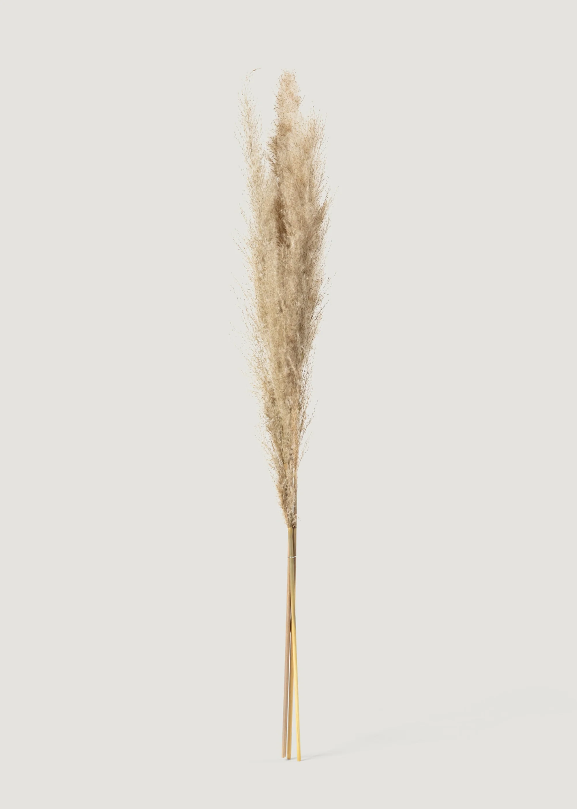 Bundle of 3 Natural Dried Feather Pampas Grass Stems - 45-48" - Image 3