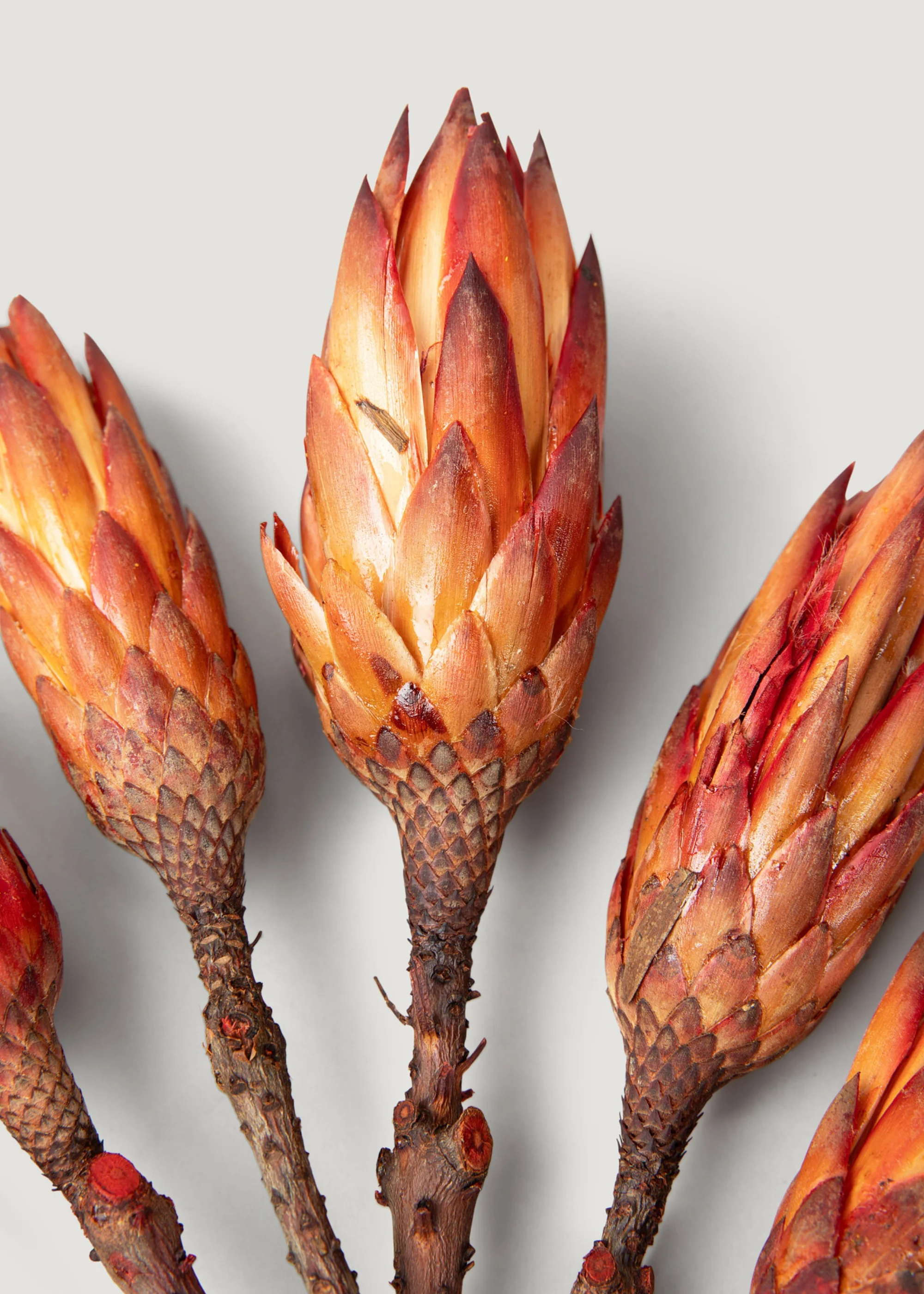 Bundle of 6 Red Dried Protea Repens - 7-12" - Image 3
