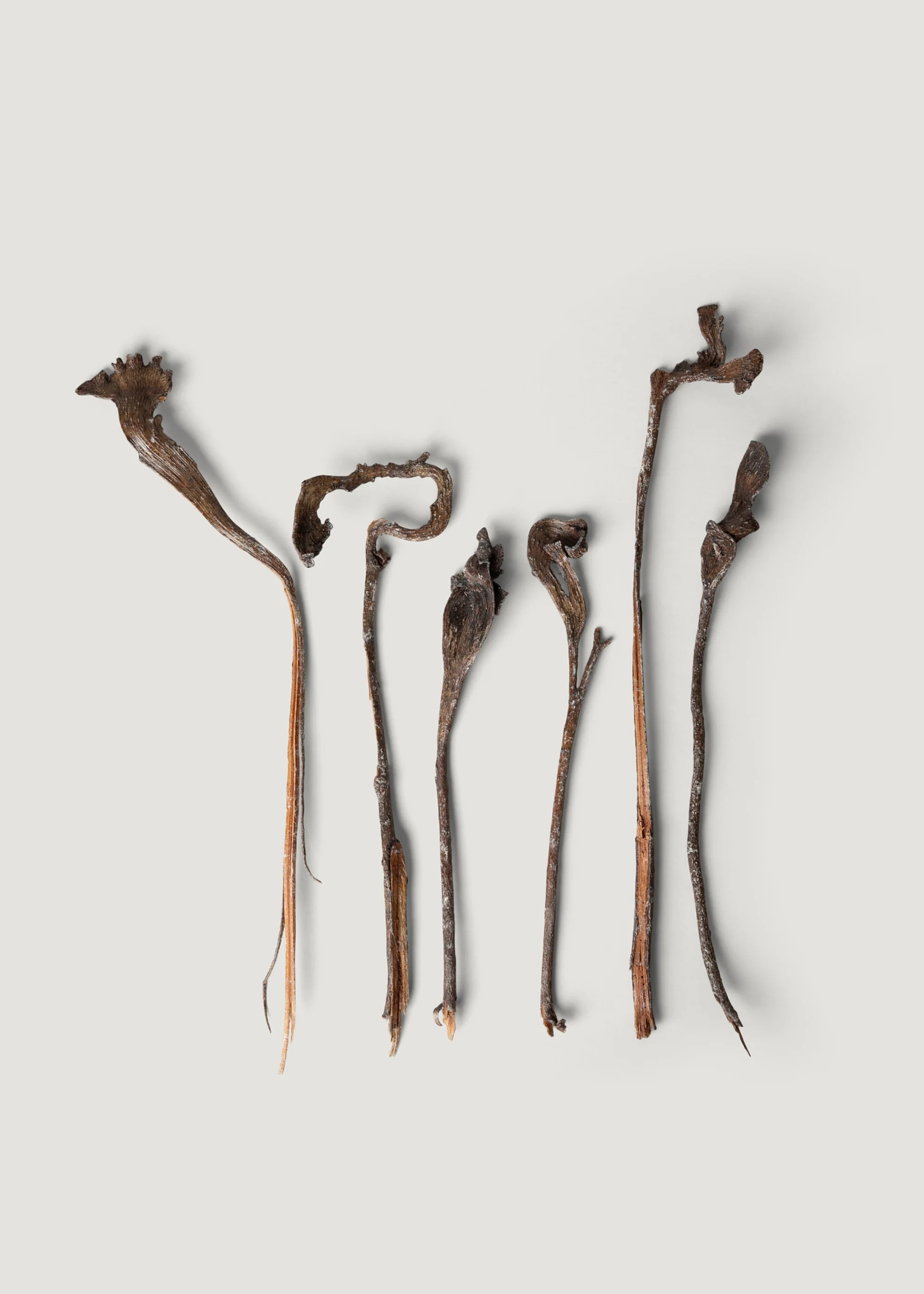 Bundle of 6 Varnished Natural Natraj Twisted Branches - 24-30" - Image 3