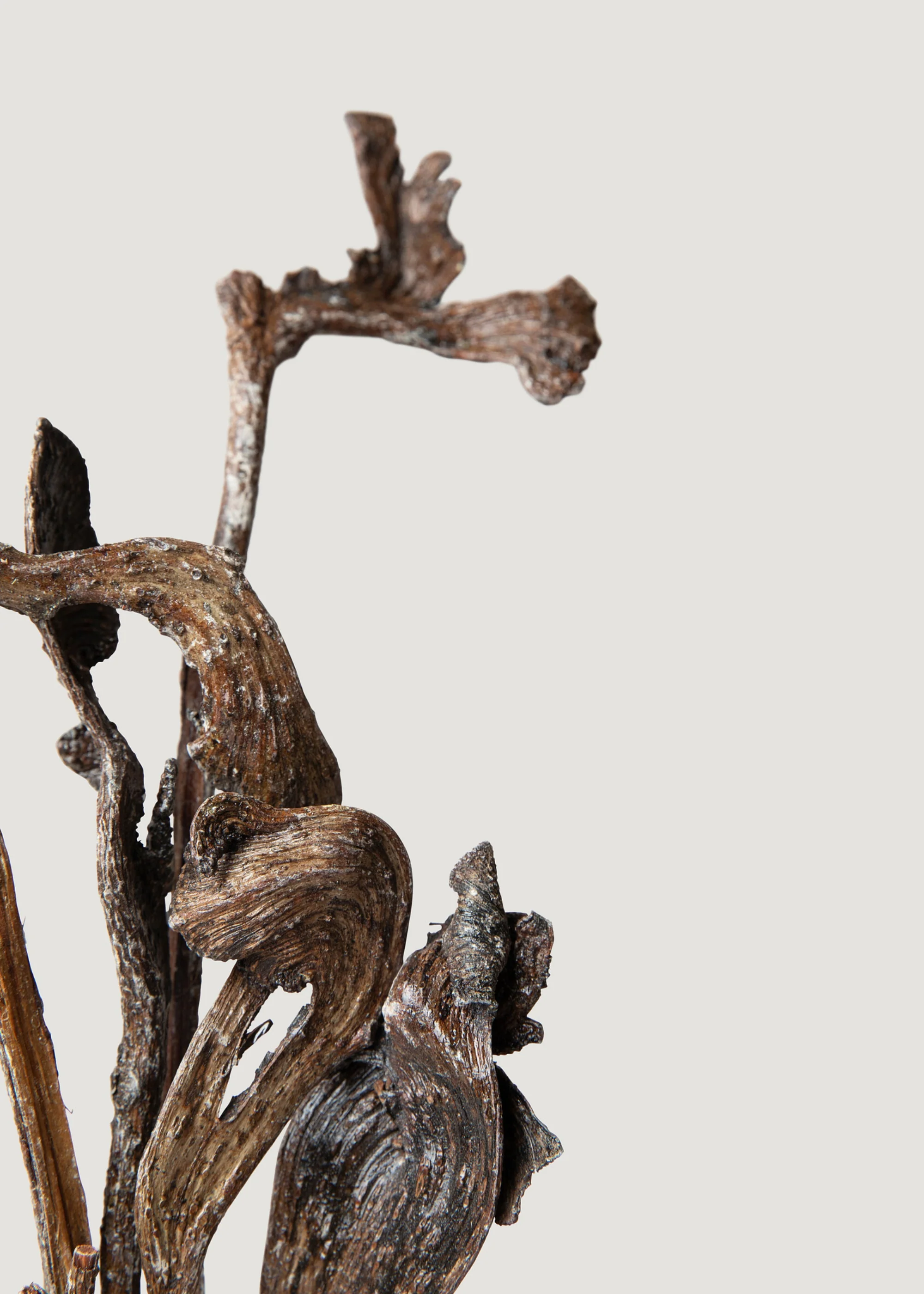 Bundle of 6 Varnished Natural Natraj Twisted Branches - 24-30" - Image 4