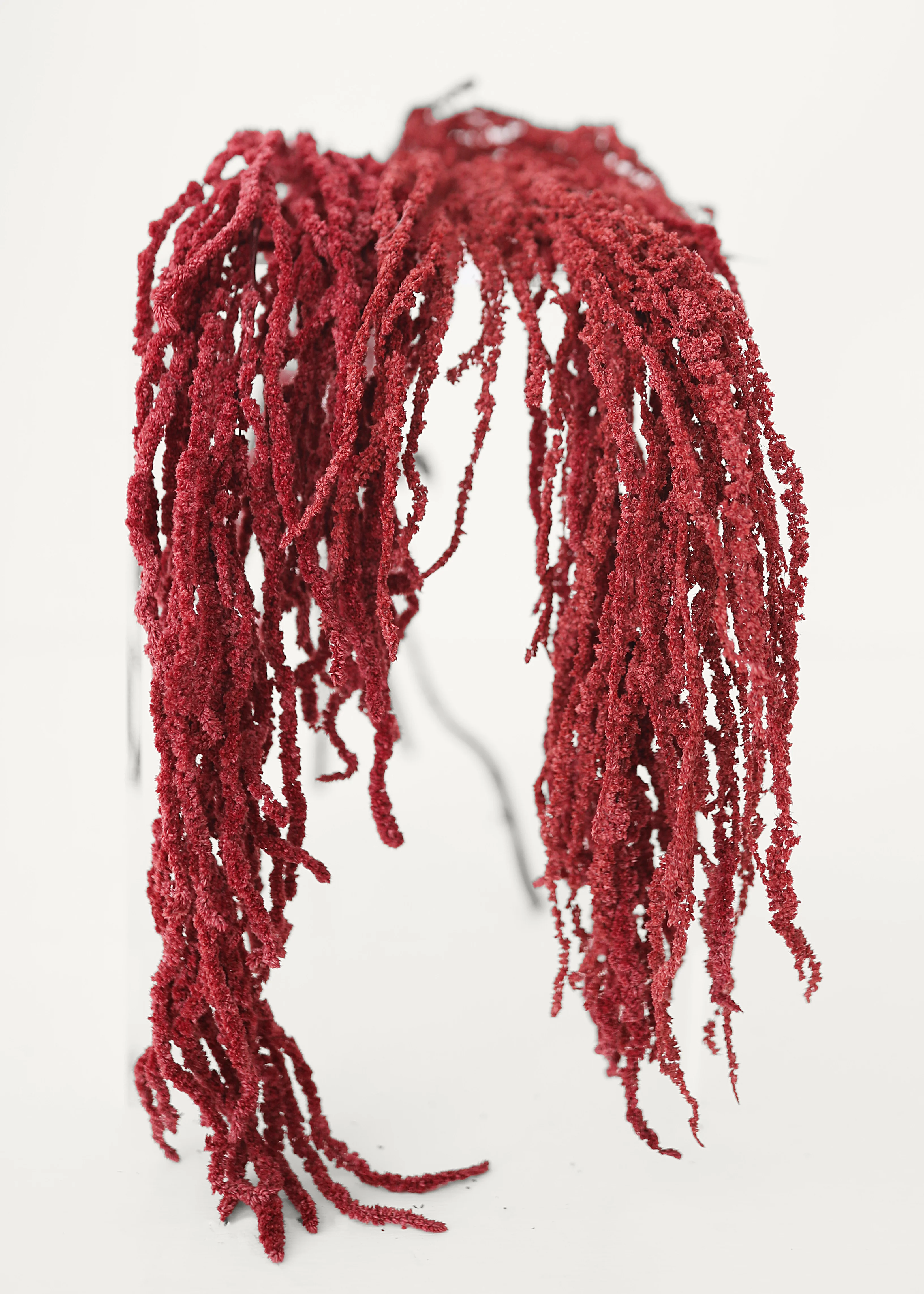 Burgundy Preserved Hanging Amaranthus - 32-40" - Image 2