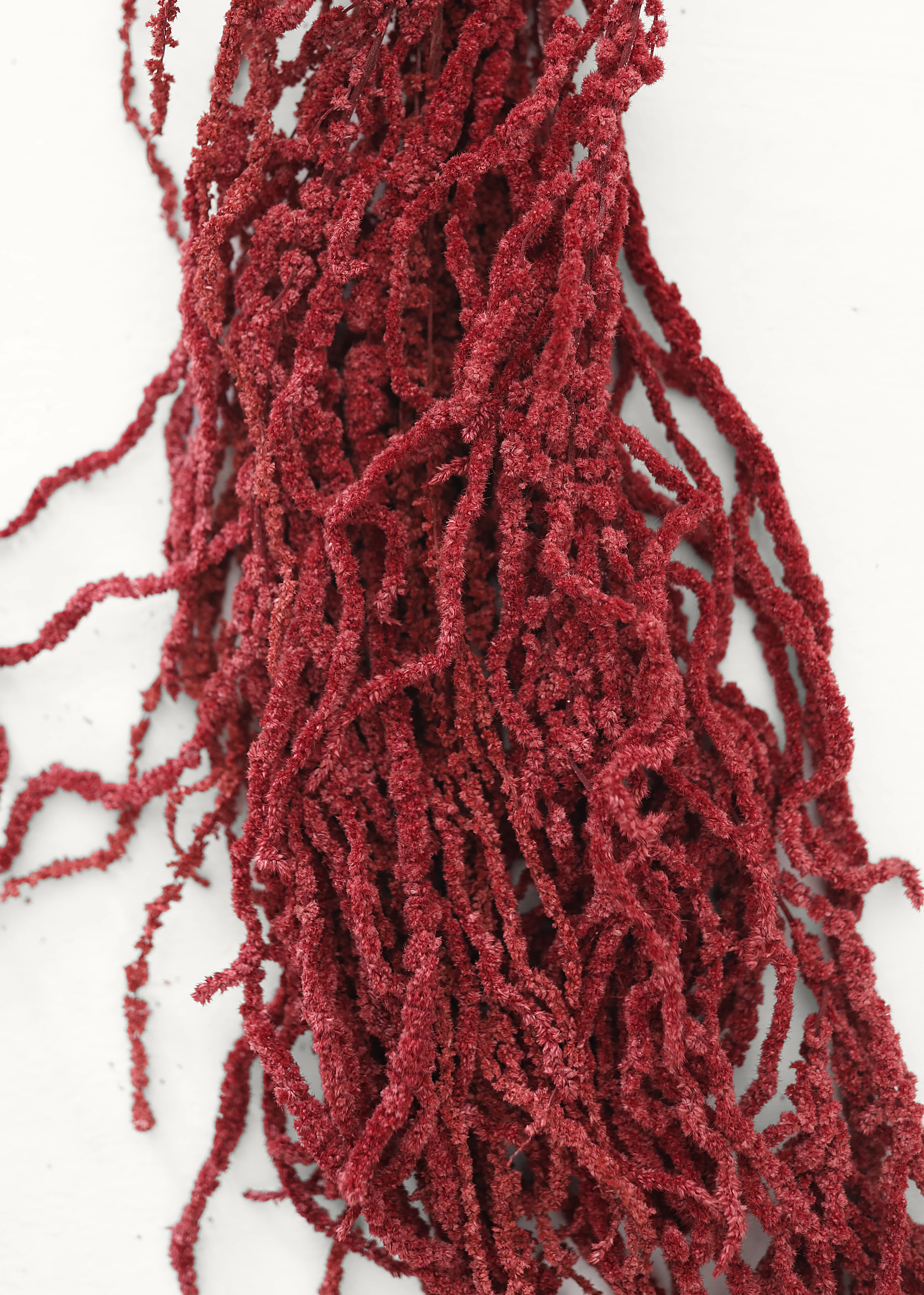 Burgundy Preserved Hanging Amaranthus - 32-40" - Image 3