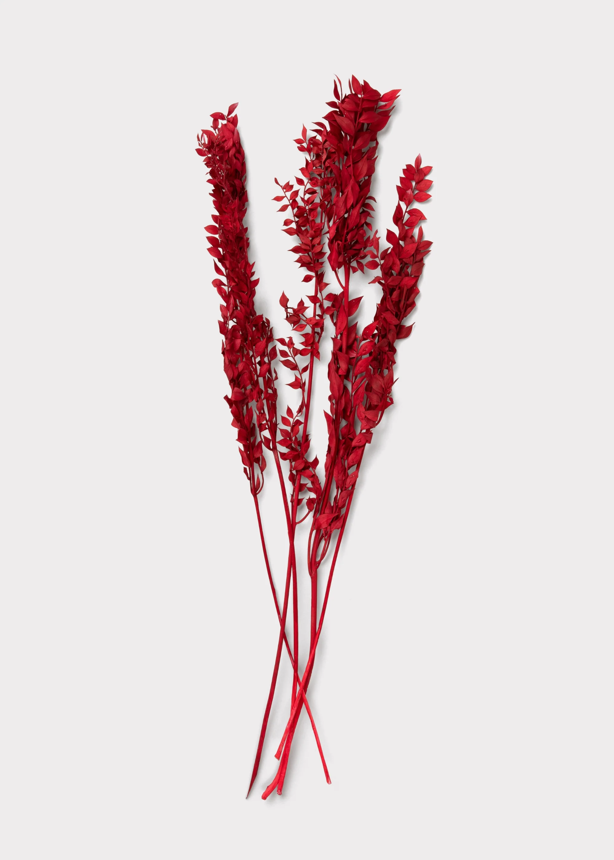 Red Preserved Ruscus Leaves - 1.5 oz Bunch - Image 3