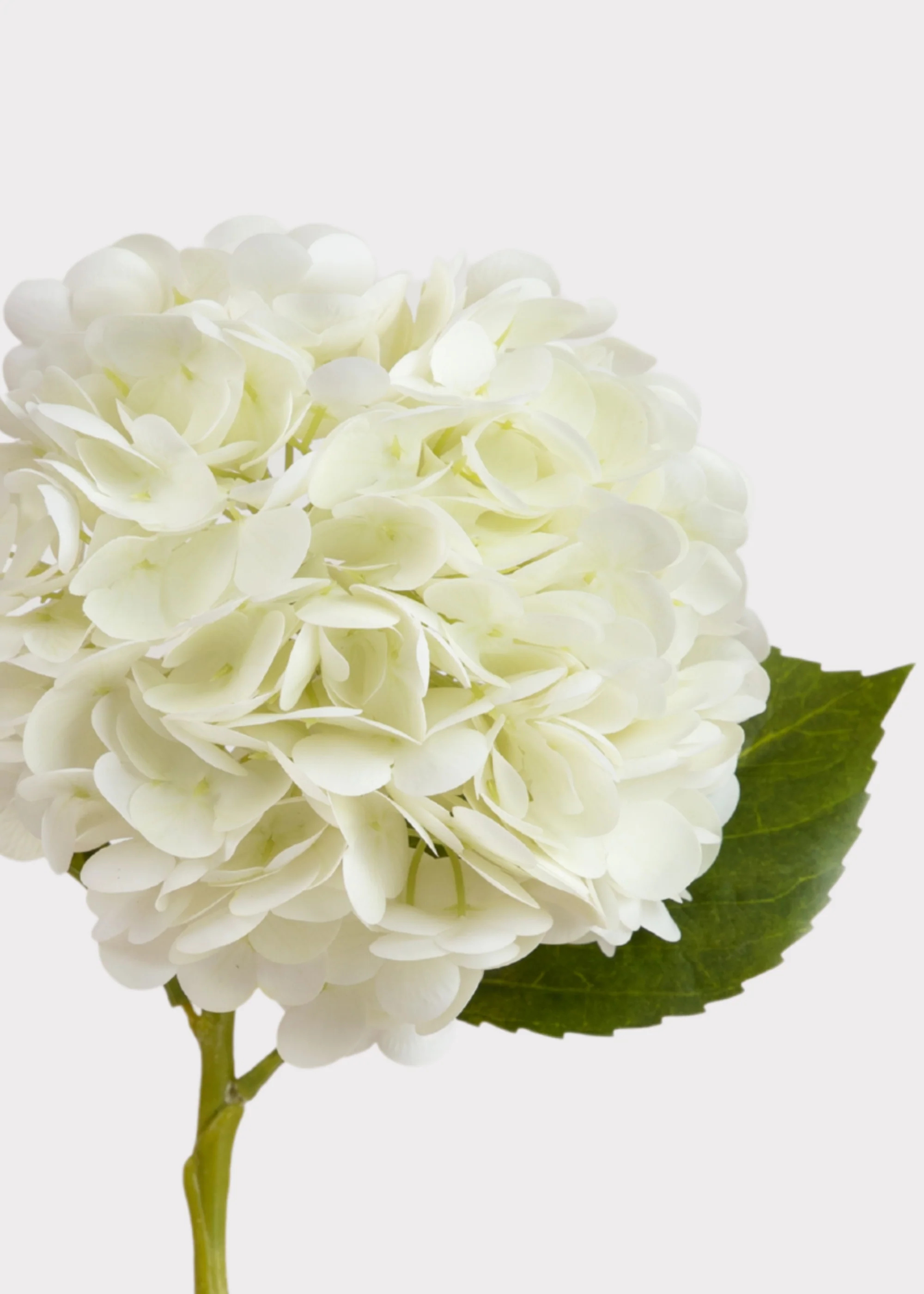 Cream White Hydrangea Real Touch Fake Flower - 18.5" - Image 3