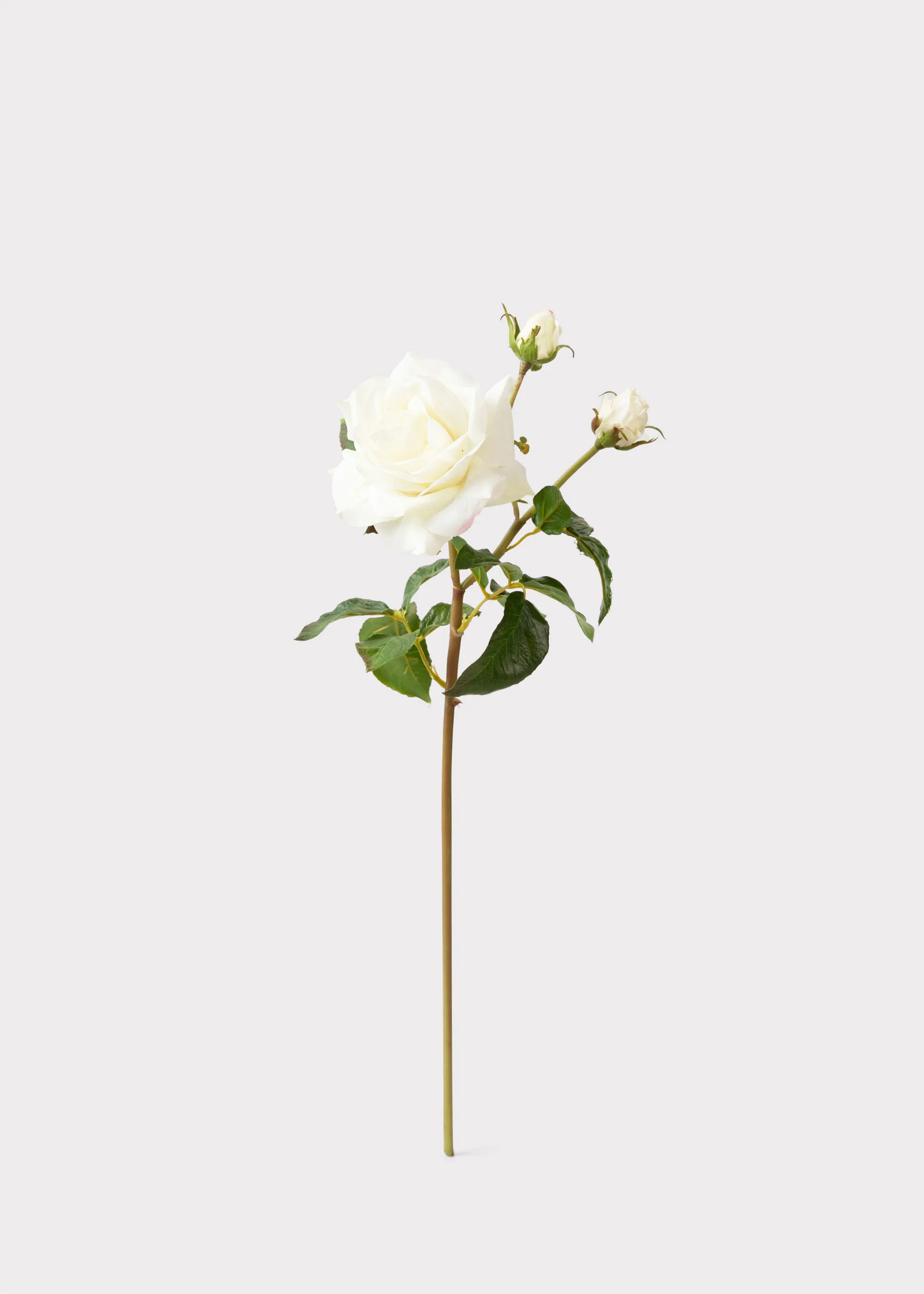 Cream White Real Touch Juliet English Rose - 22" - Image 3