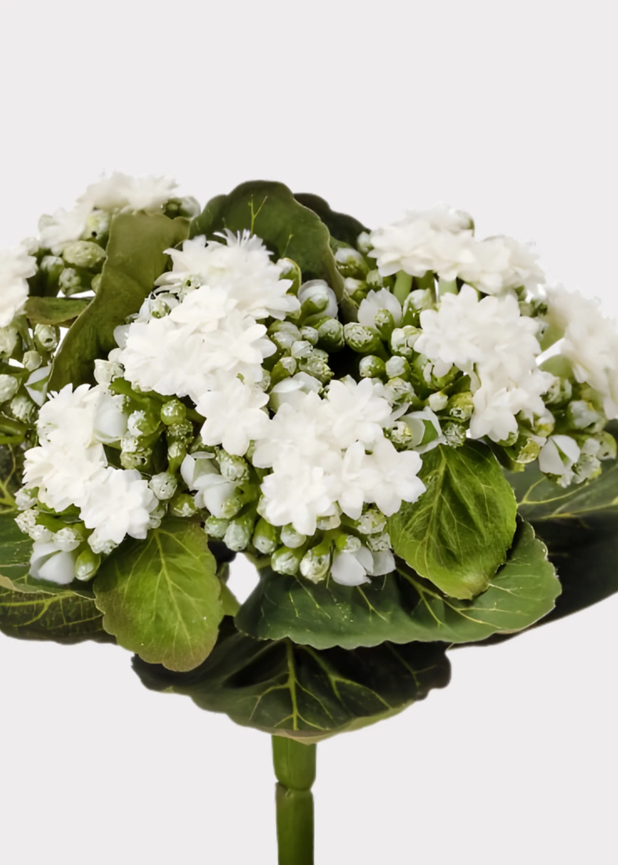 Cream White Small Fake Kalanchoe Blooming Plant - 9" - Image 2