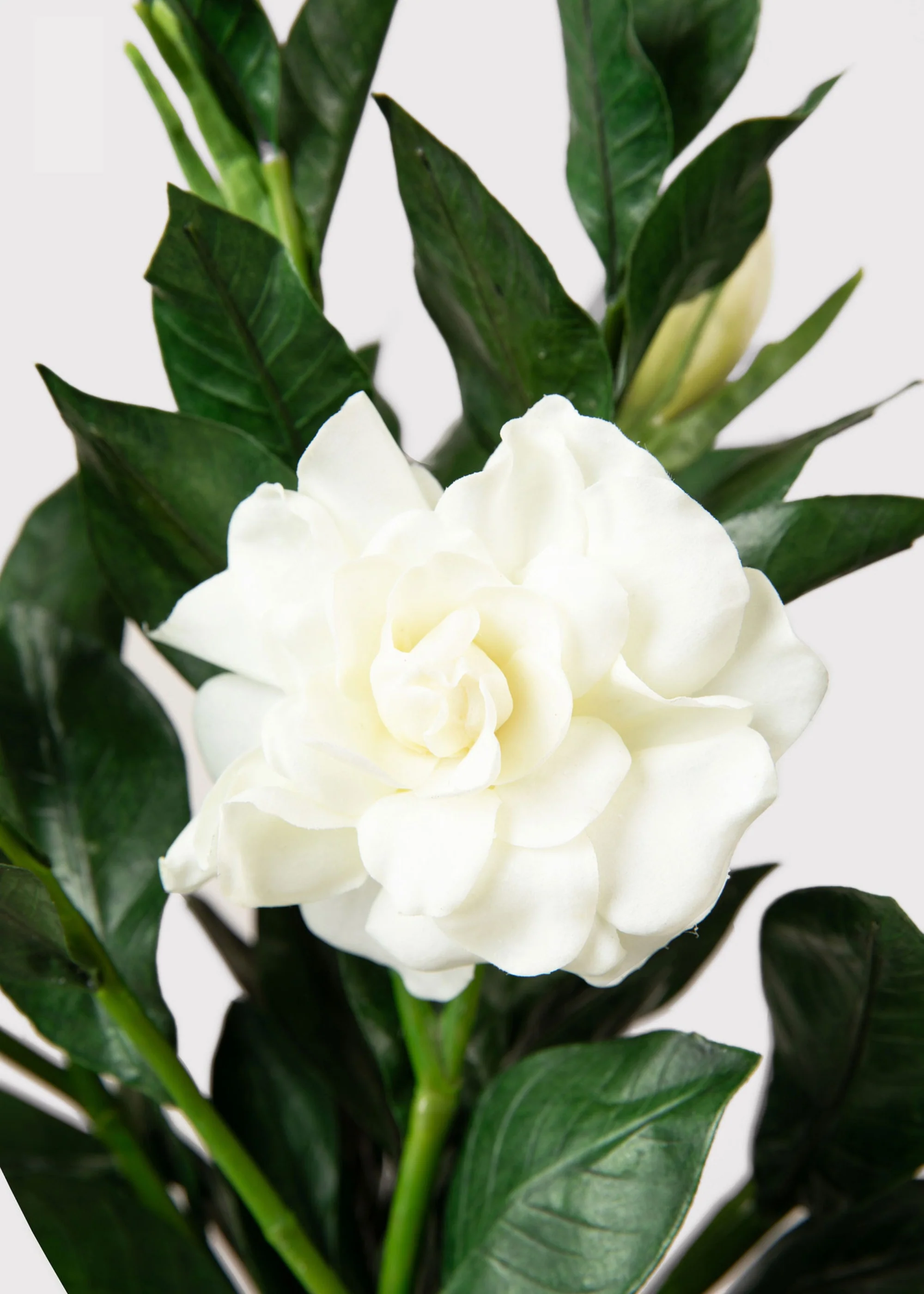 SAVE - Premium Artificial Gardenia Flower Branch- 19" - Image 5