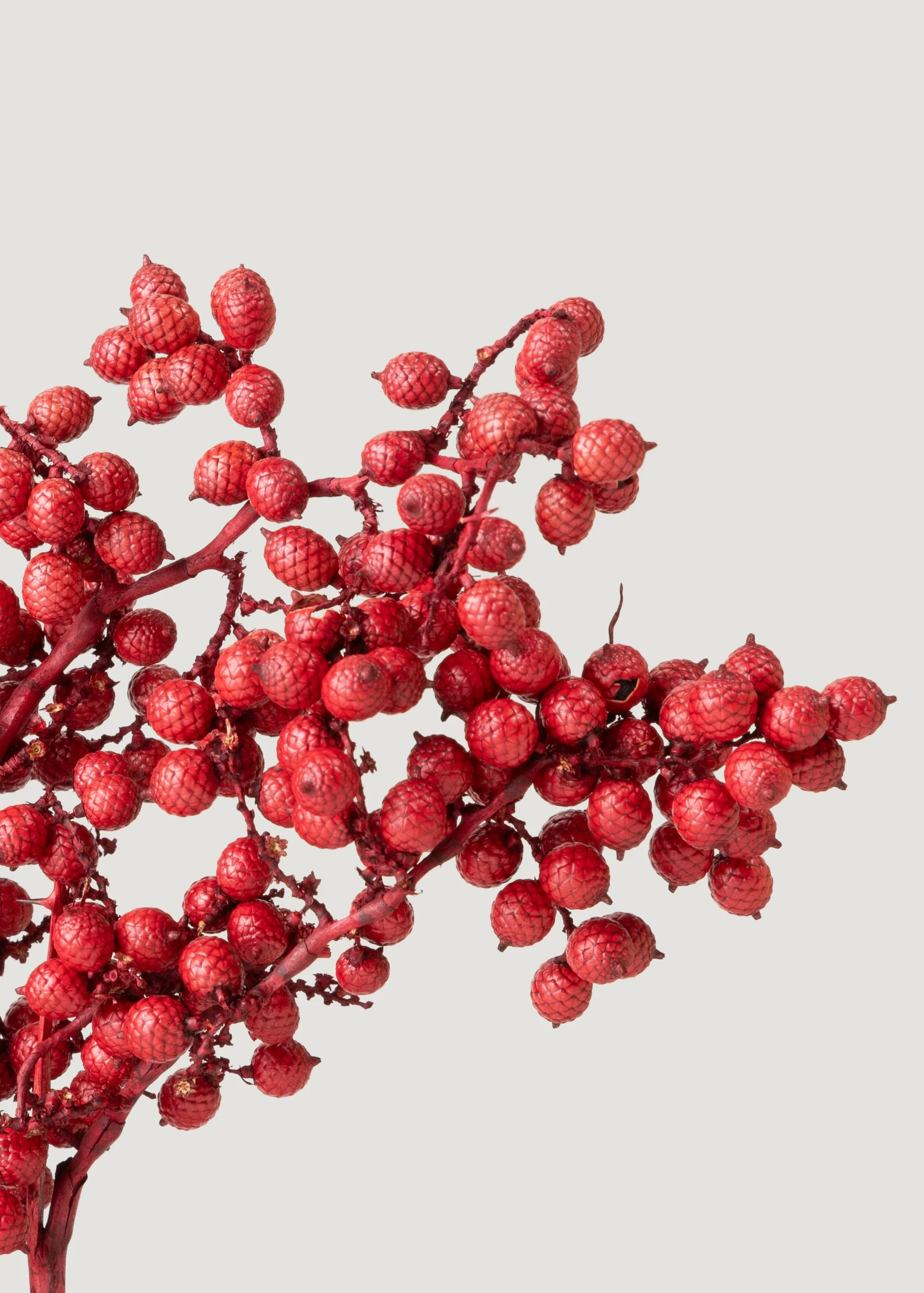 Dried Canella Berries in Red - 6 oz Bag - Image 3