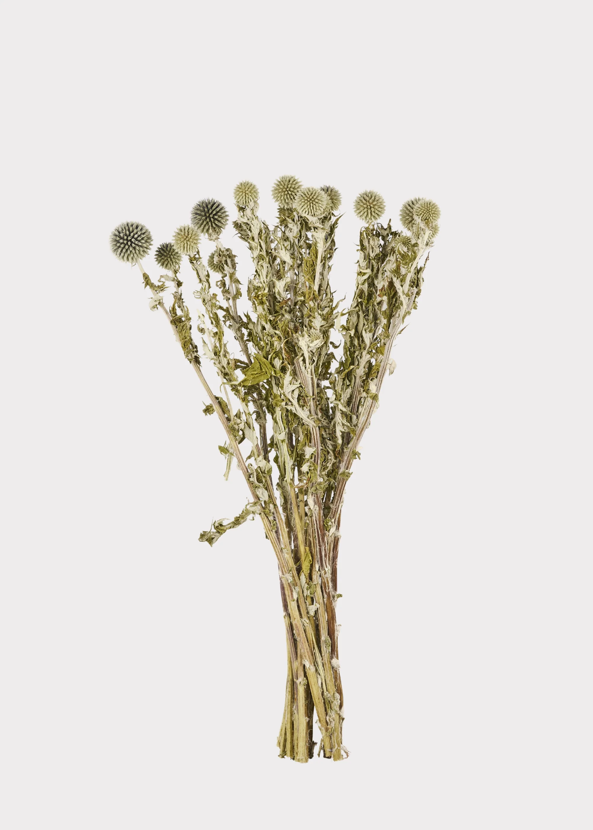 Dried Flowers Echinops Globe Thistles in Blue Green - 4 oz Bunch