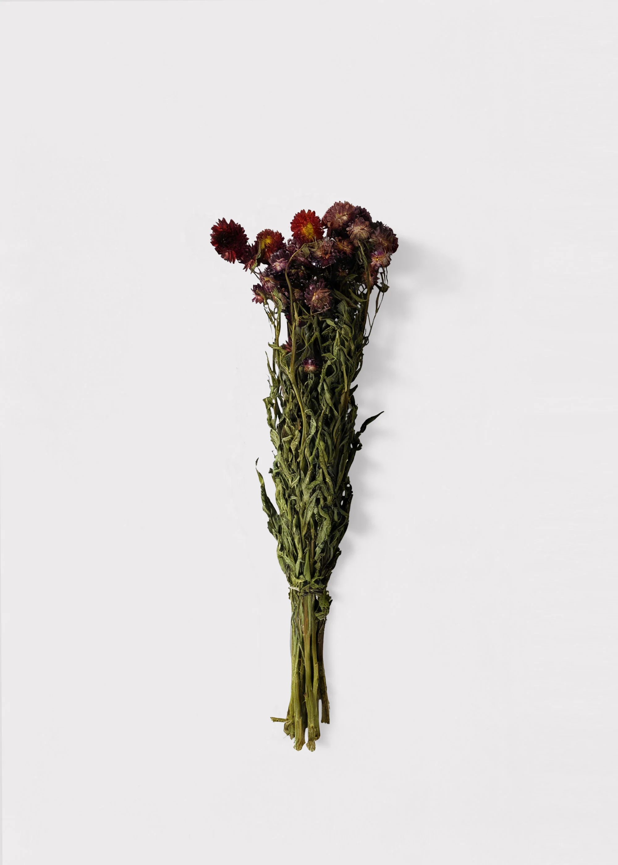 Dried Helichrysum Everlasting Daisy Flower Bunch in Red 16-22" Tall - Image 3