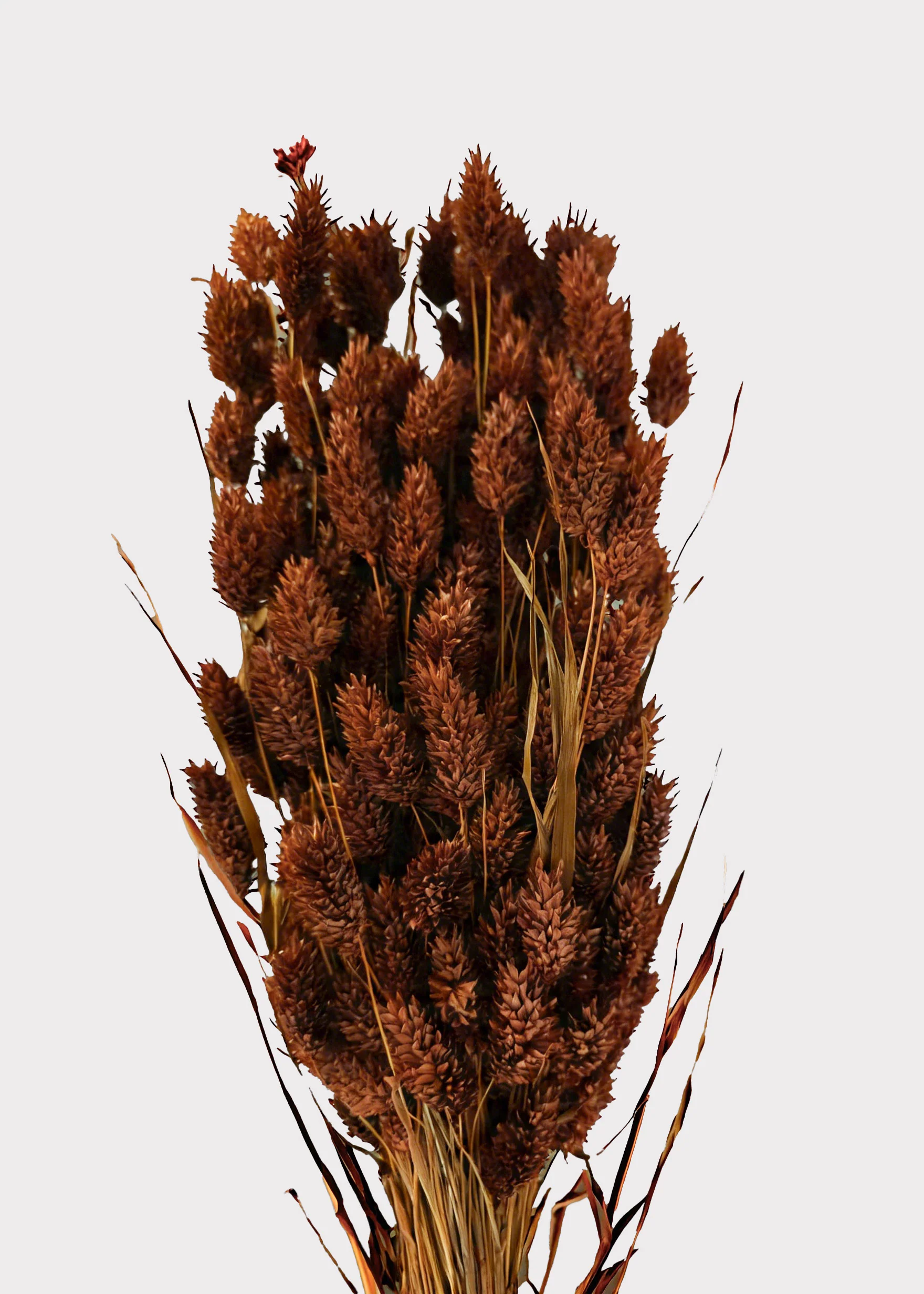 Dried Phalaris Grass Bunch in Burnt Brown - 20-28"
