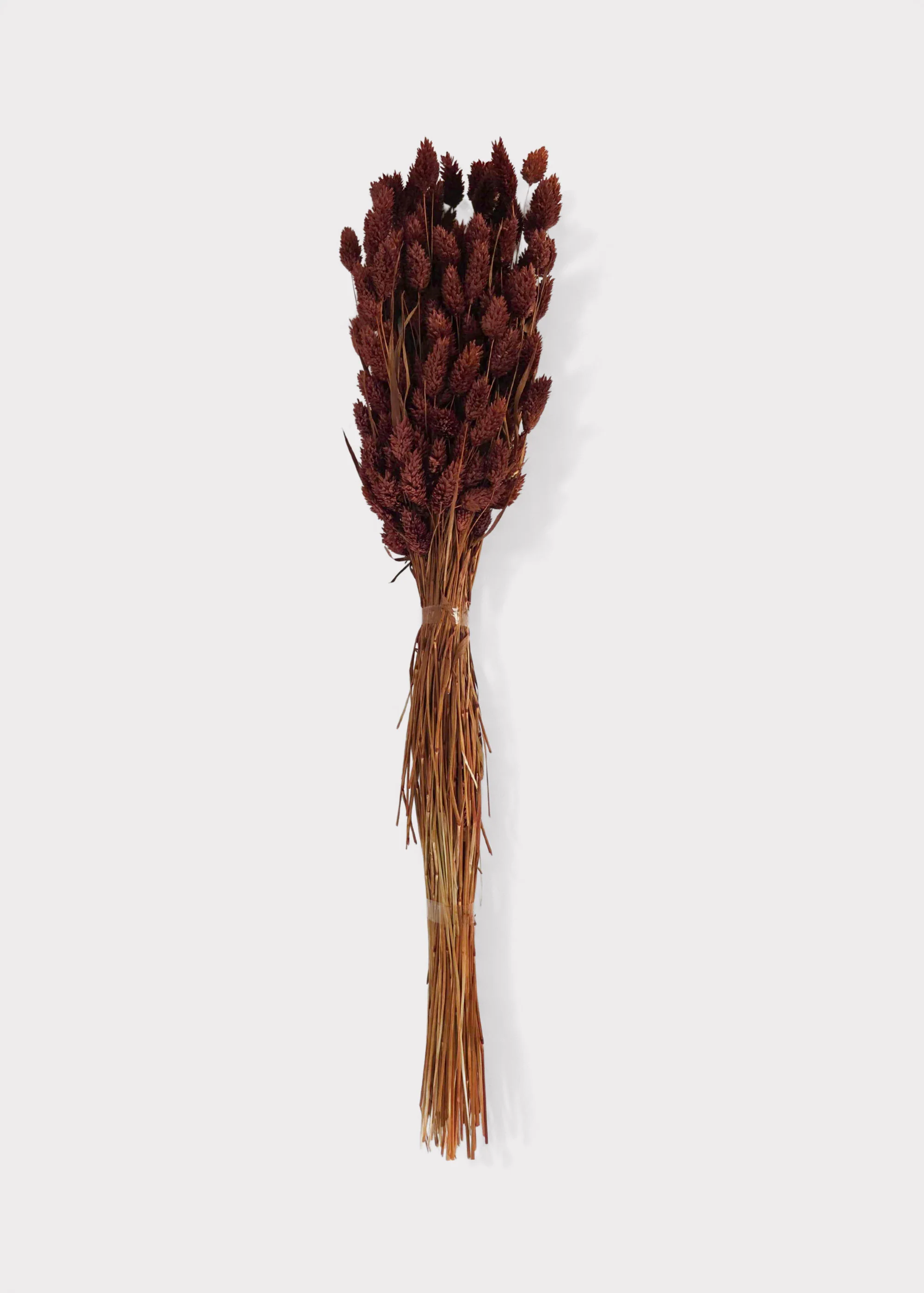 Dried Phalaris Grass Bunch in Burnt Brown - 20-28" - Image 2