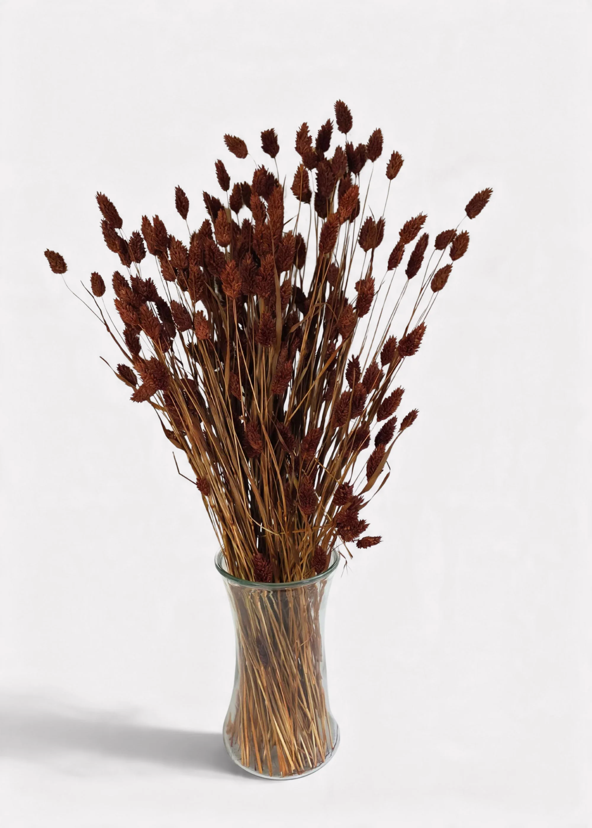 Dried Phalaris Grass Bunch in Burnt Brown - 20-28" - Image 3