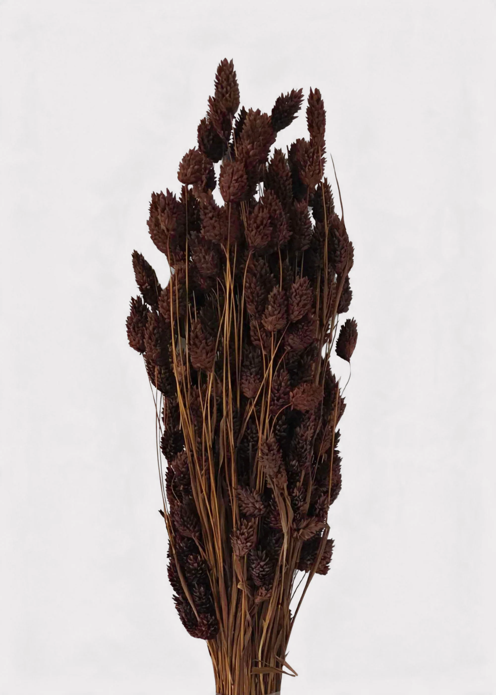 Dried Phalaris Grass Bunch in Chocolate Brown - 20-28" - Image 2