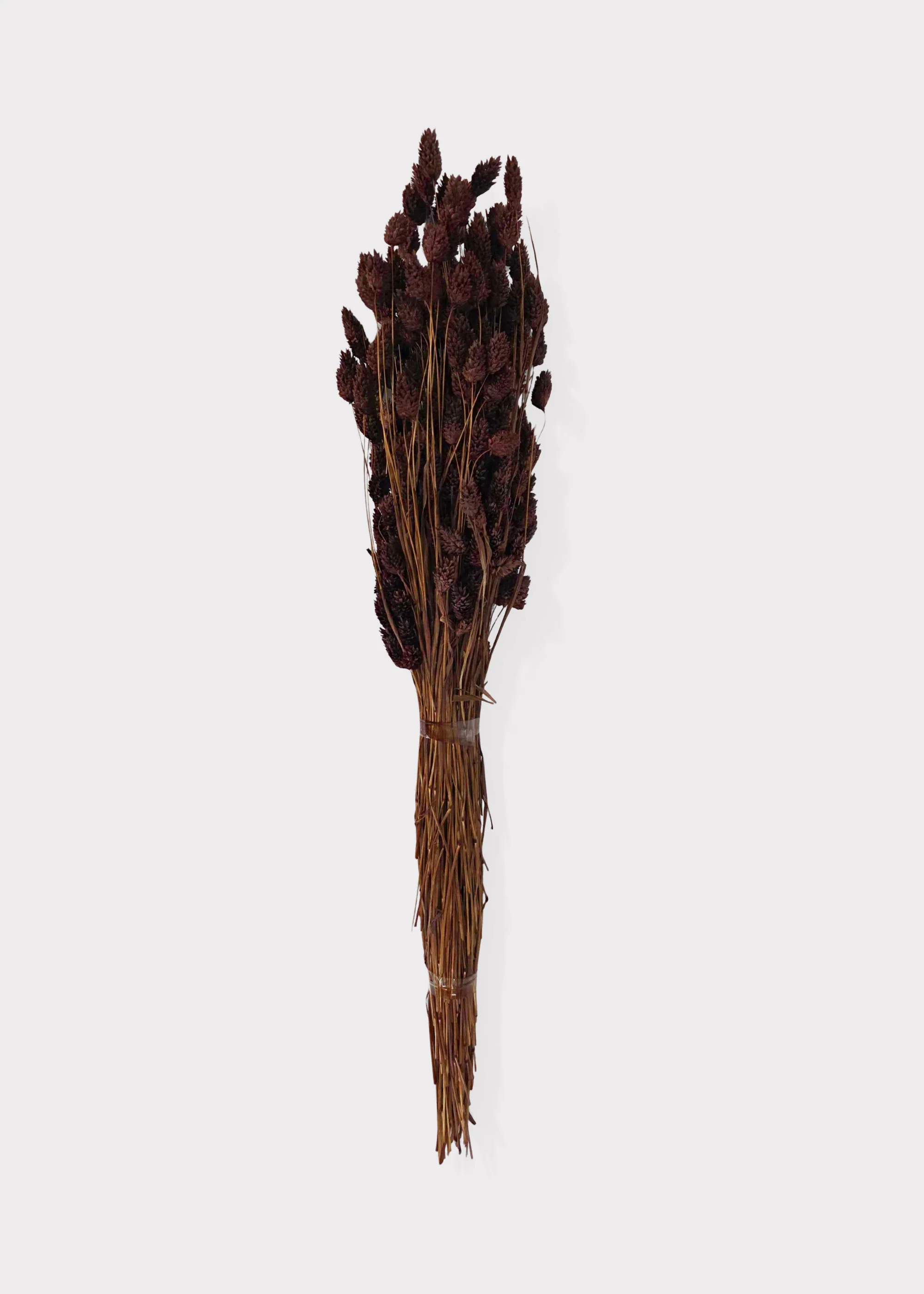 Dried Phalaris Grass Bunch in Chocolate Brown - 20-28" - Image 3