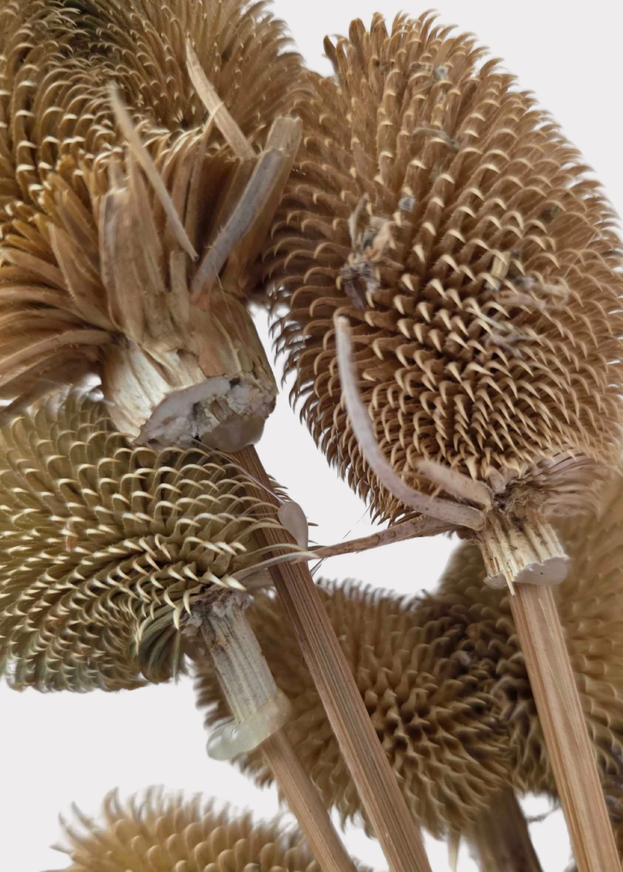 Dried Wildflowers Dipsacus Teasel Flower Bundle of 6 - 16" - Image 3
