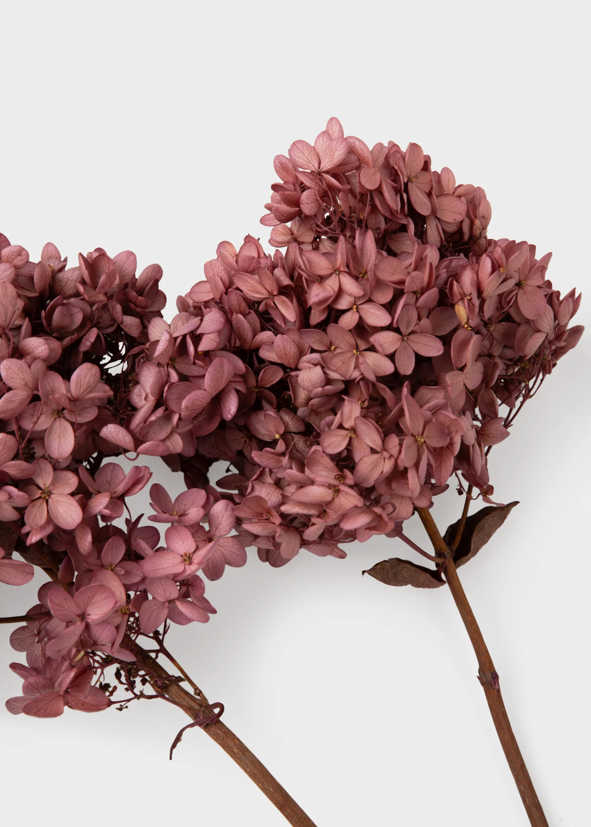 Dusty Pink Mauve Preserved Cone Hydrangea Stem - Image 3