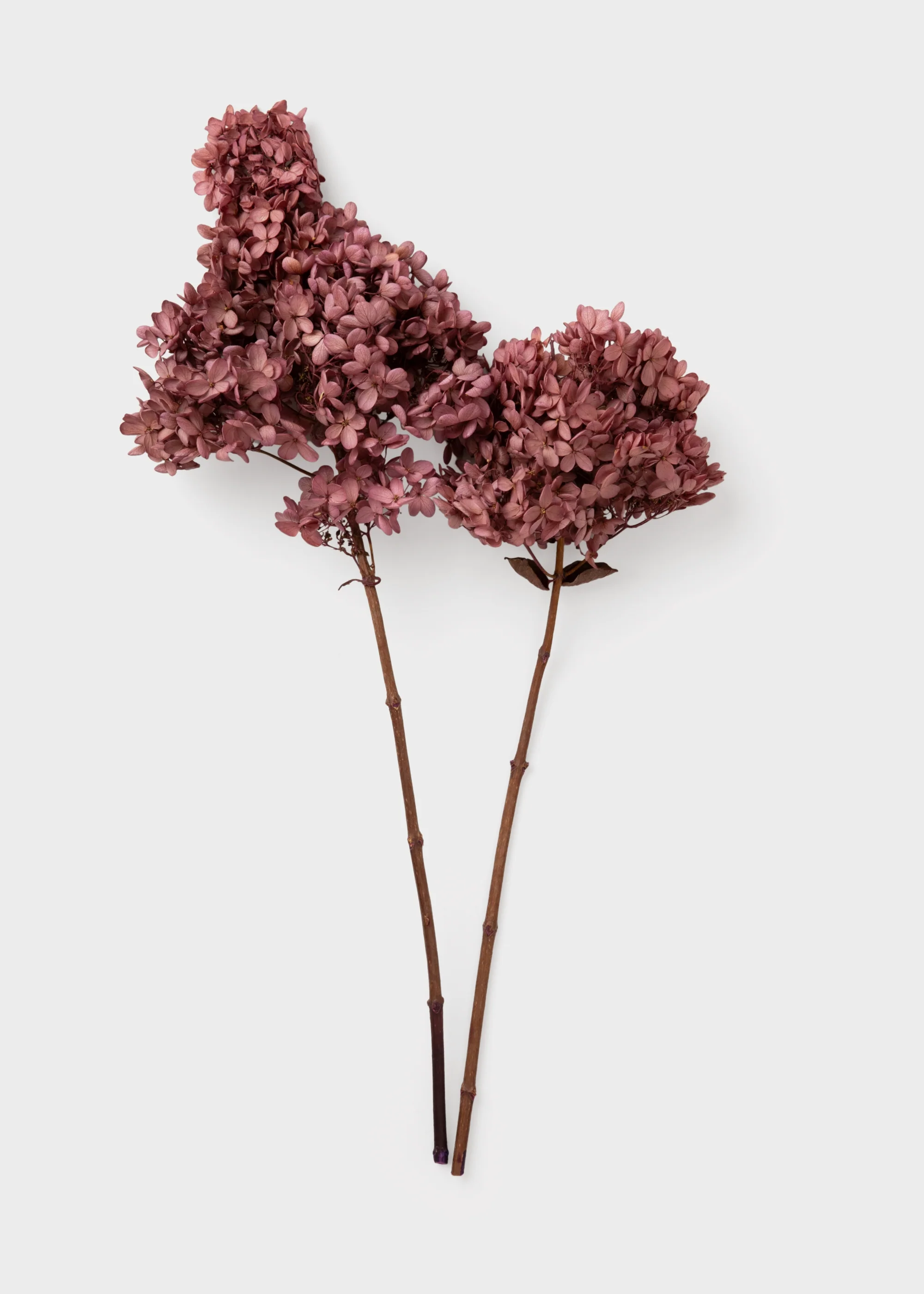 Dusty Pink Mauve Preserved Cone Hydrangea Stem - Image 4