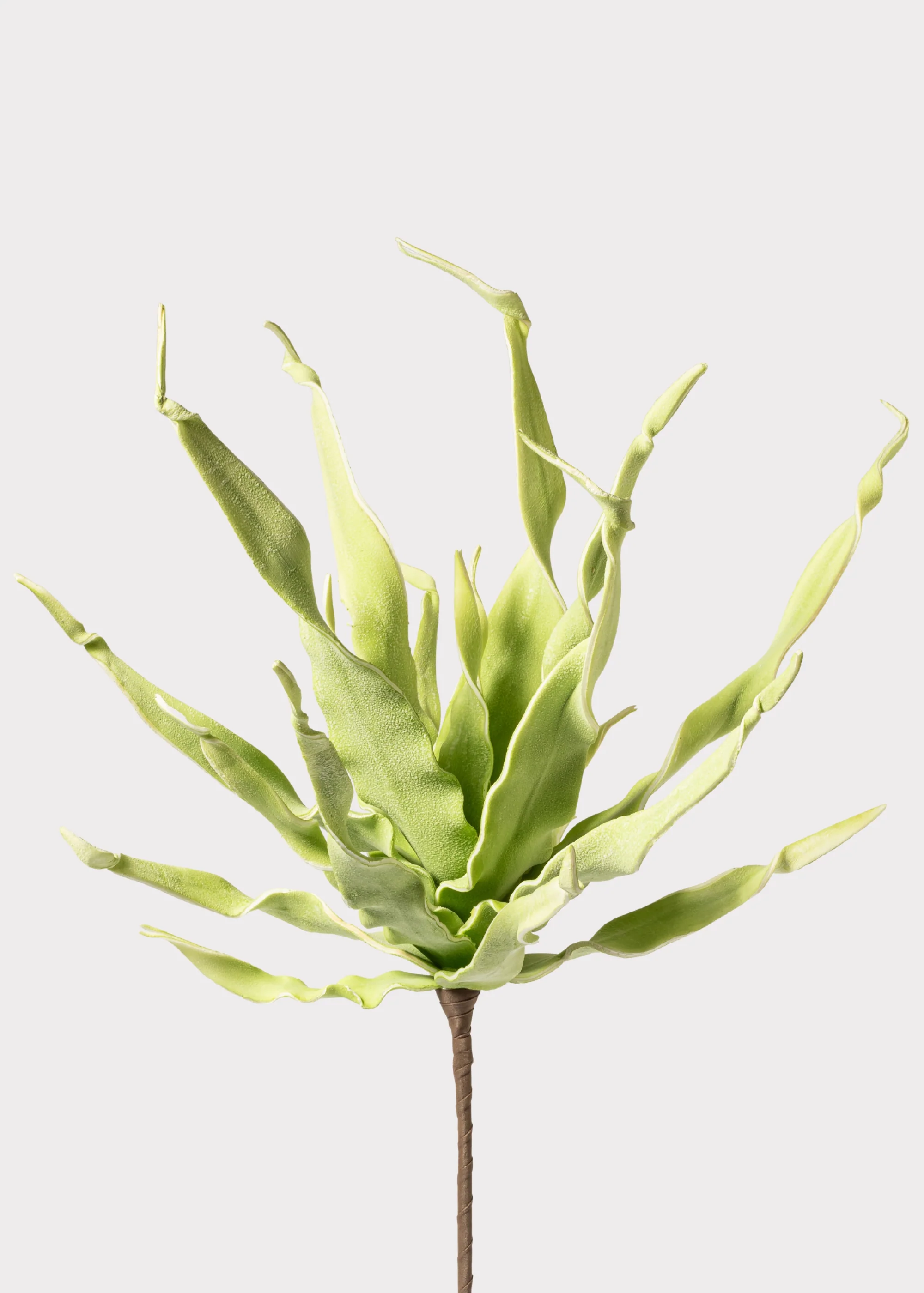 Fake Desert Succulent Spiral Dracaena Plant - 30"