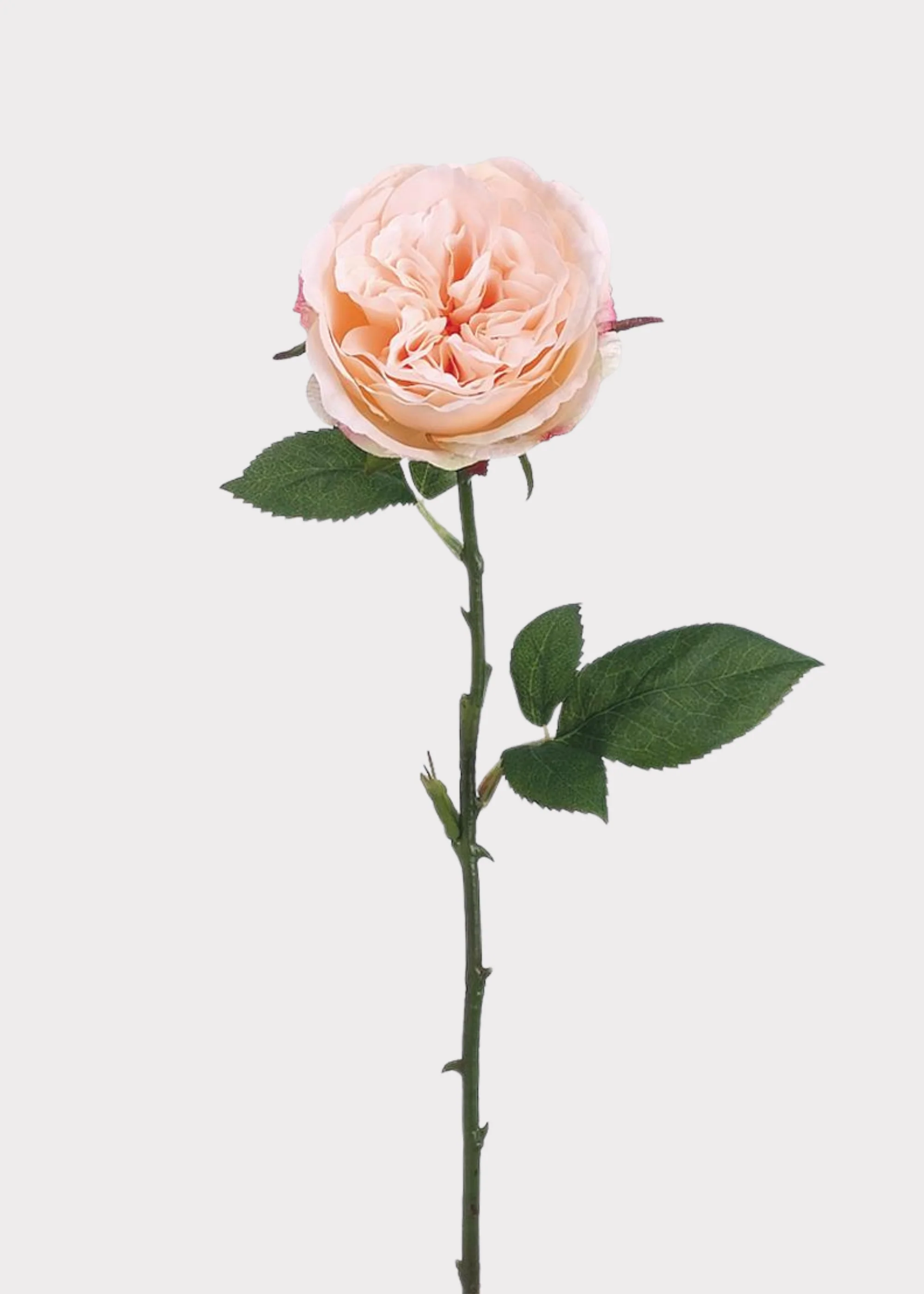 Fake English Cabbage Rose in Pink Apricot - 20.5" - Image 3