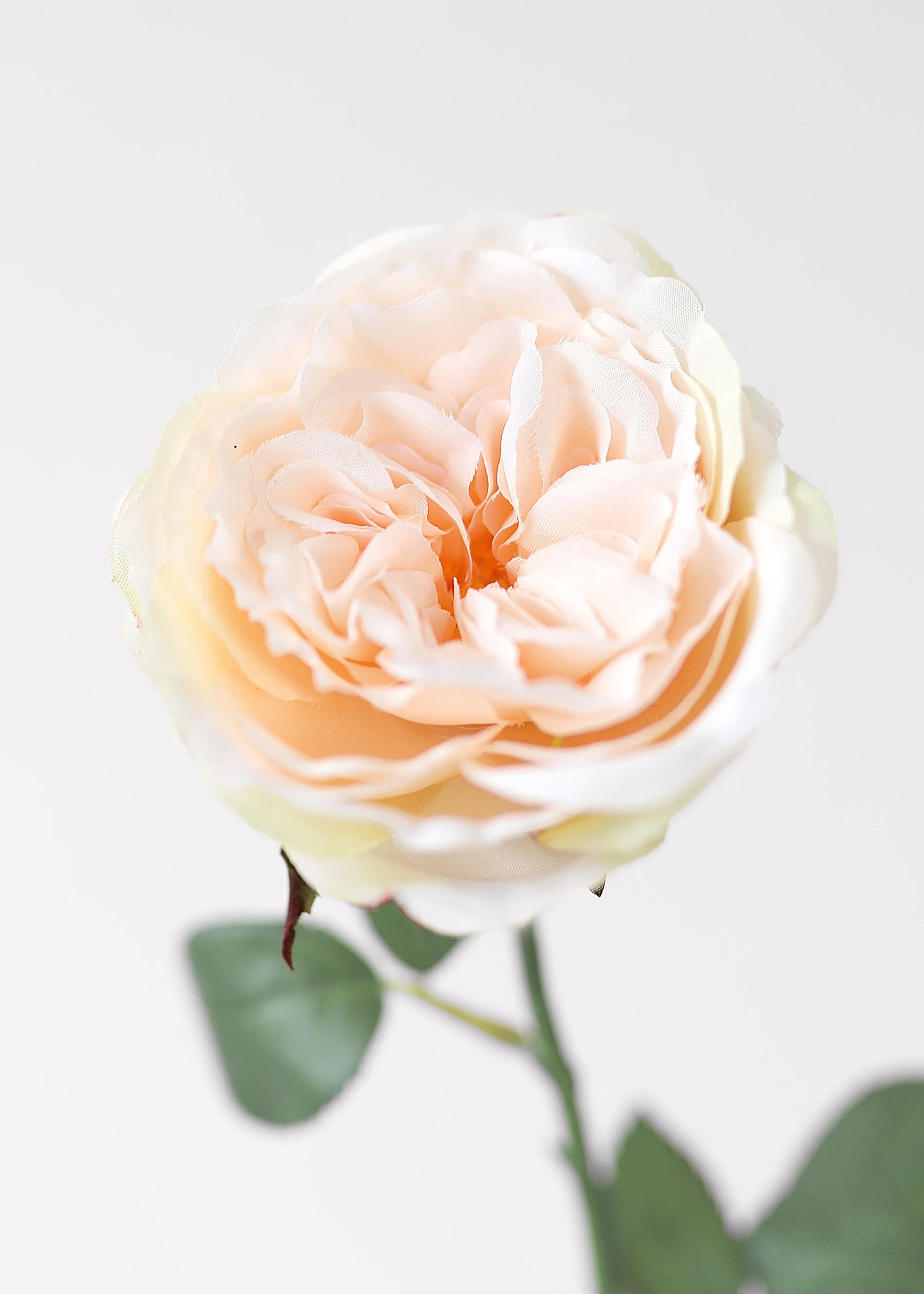 Fake English Cabbage Rose in Pink Apricot - 20.5" - Image 4