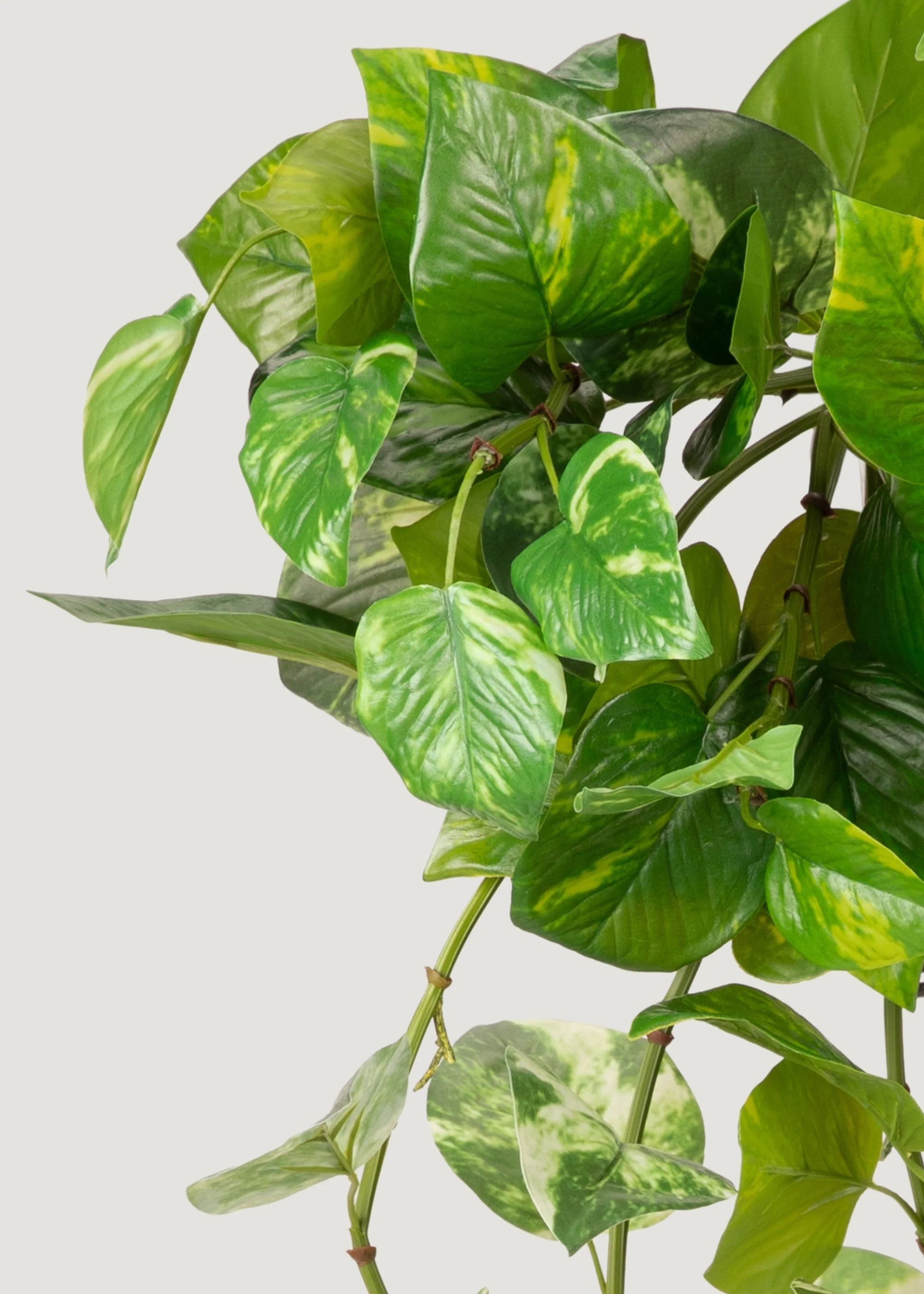 Natural Touch Variegated Pothos - Fake Hanging Plant - 27" - Image 4