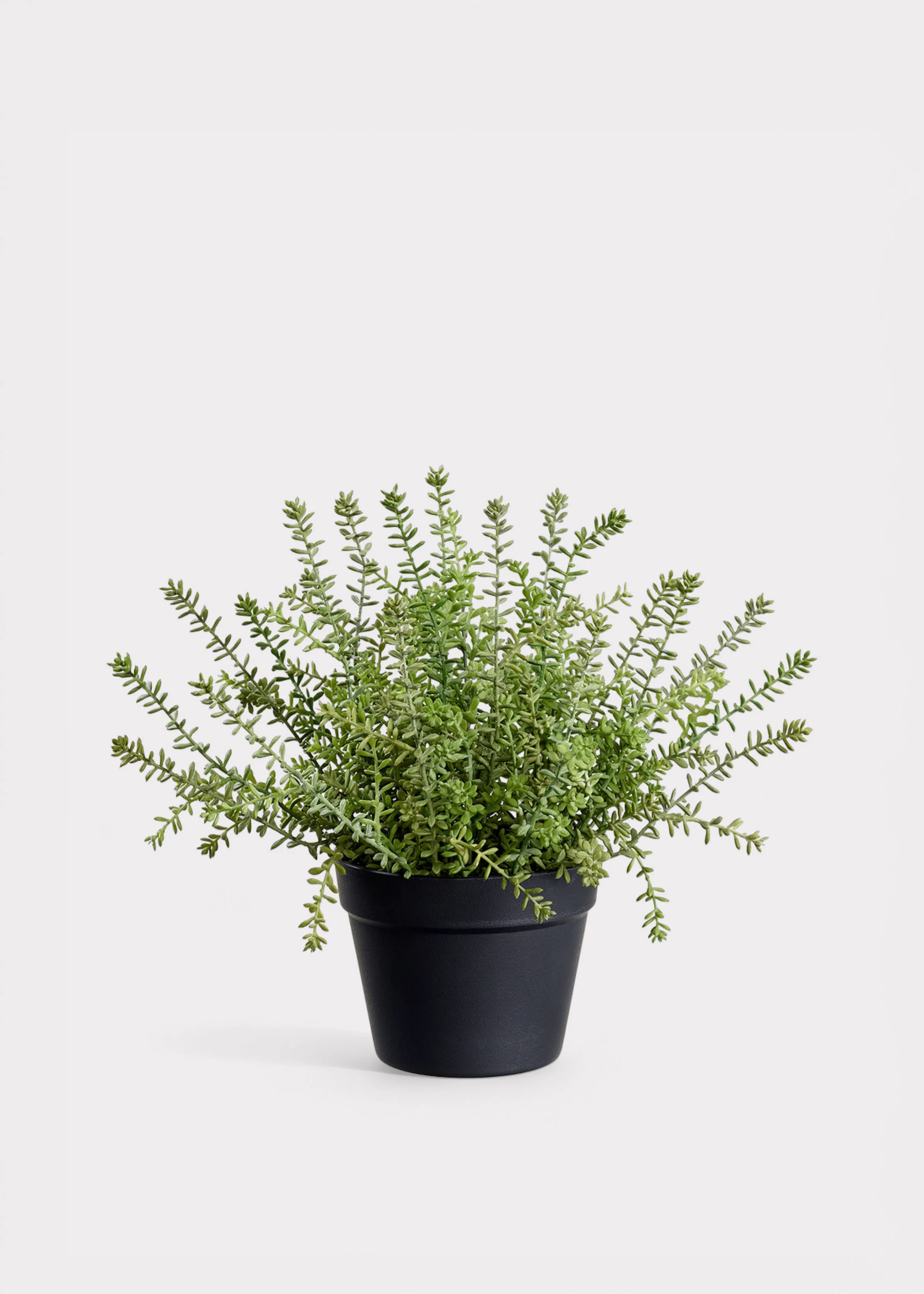 Fake Plants Potted Sedum Succulent in Plastic Pot - 15.5"