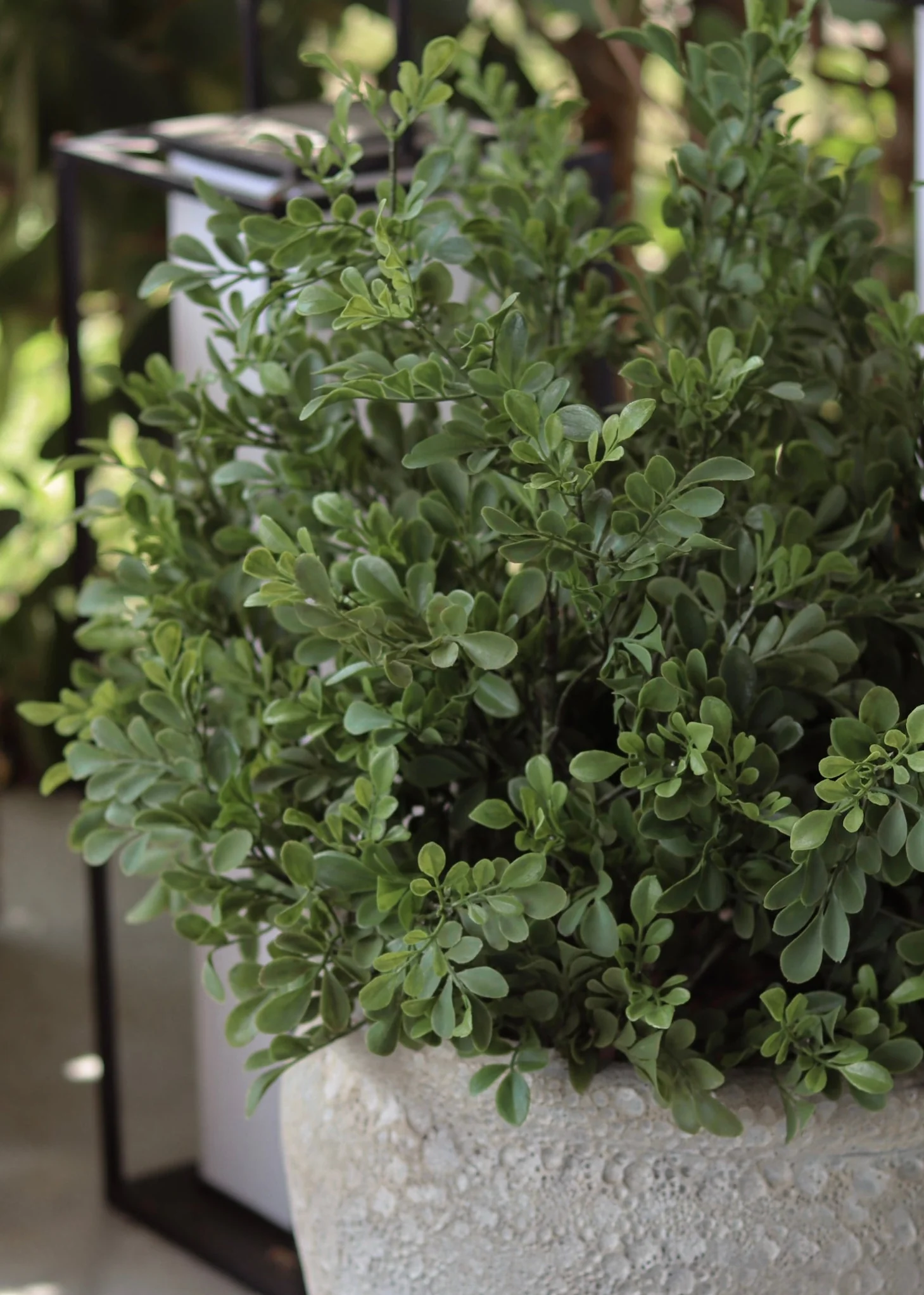 Fake Plants UV Treated Indoor/Outdoor Boxwood Bush - 24" - Image 4