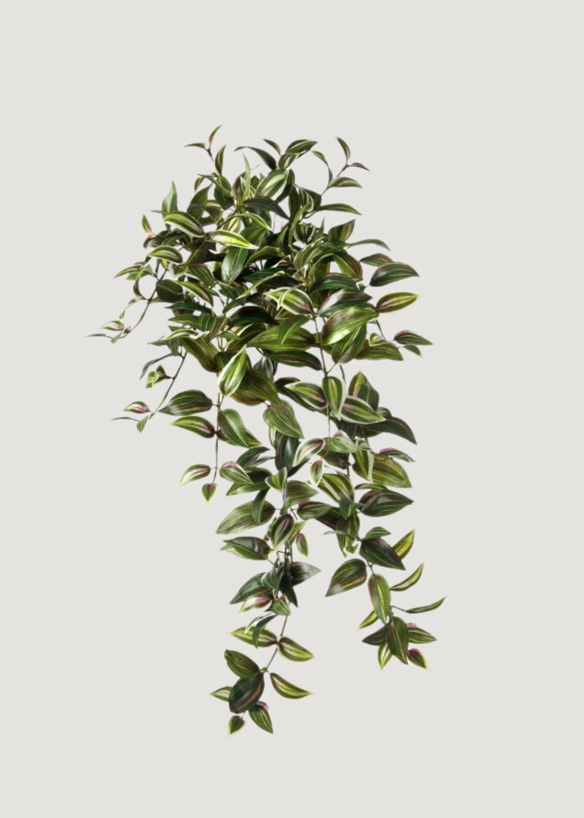 Variegated Tradescantia Hanging Plant in Plum and Green - 30"