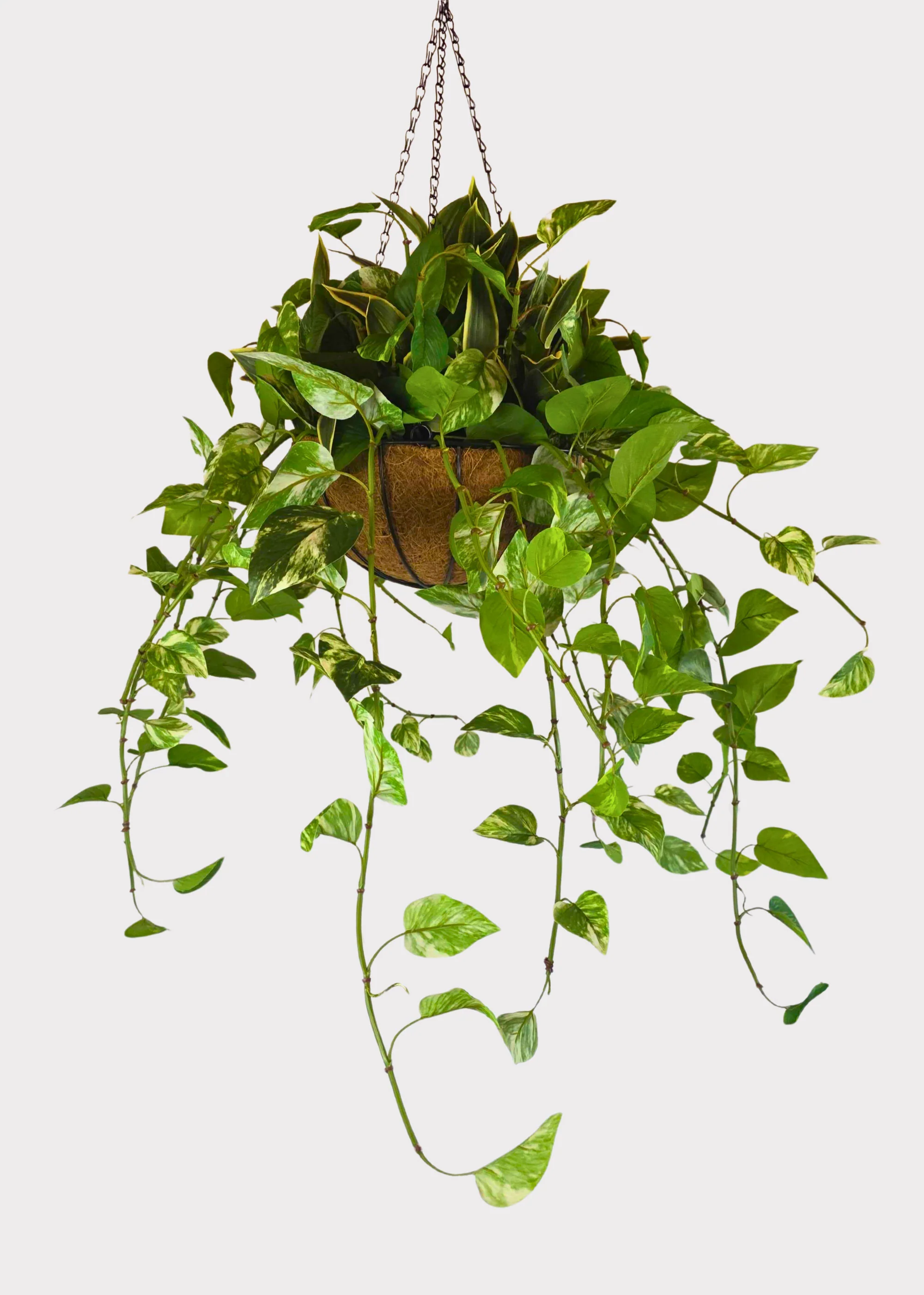 Fake UV Treated Outdoor Potted Plant in Hanging Basket - 42"