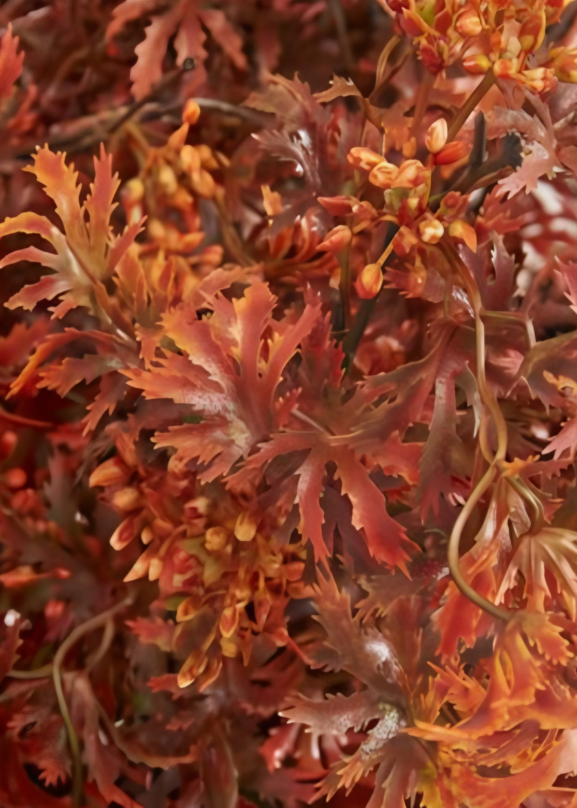 Fall Orange Red Artificial Japanese Maple Leaf Branch - 30" - Image 3