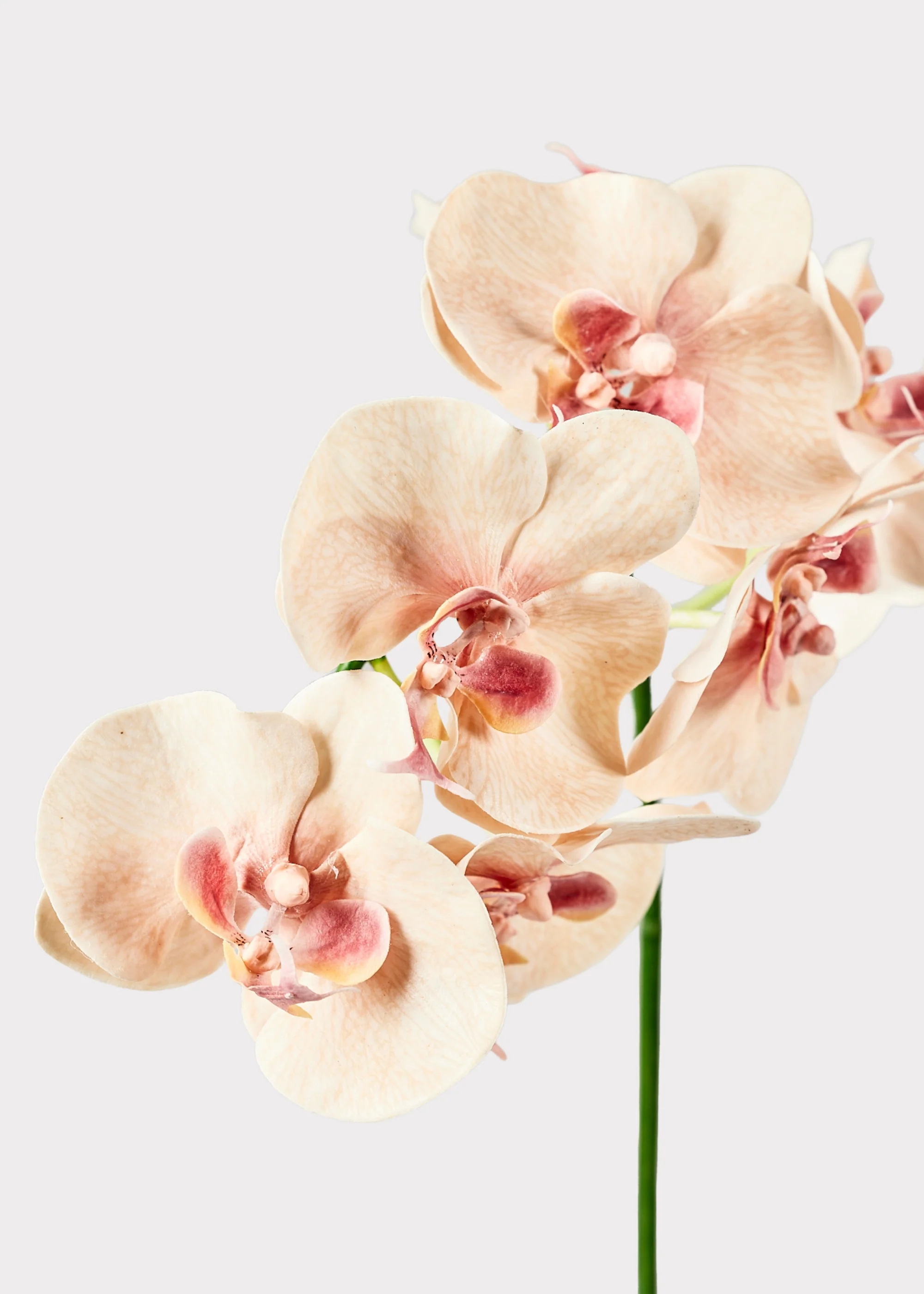 Fake Blooming Phalaenopsis Orchids in Peach Pink - 40" - Image 3