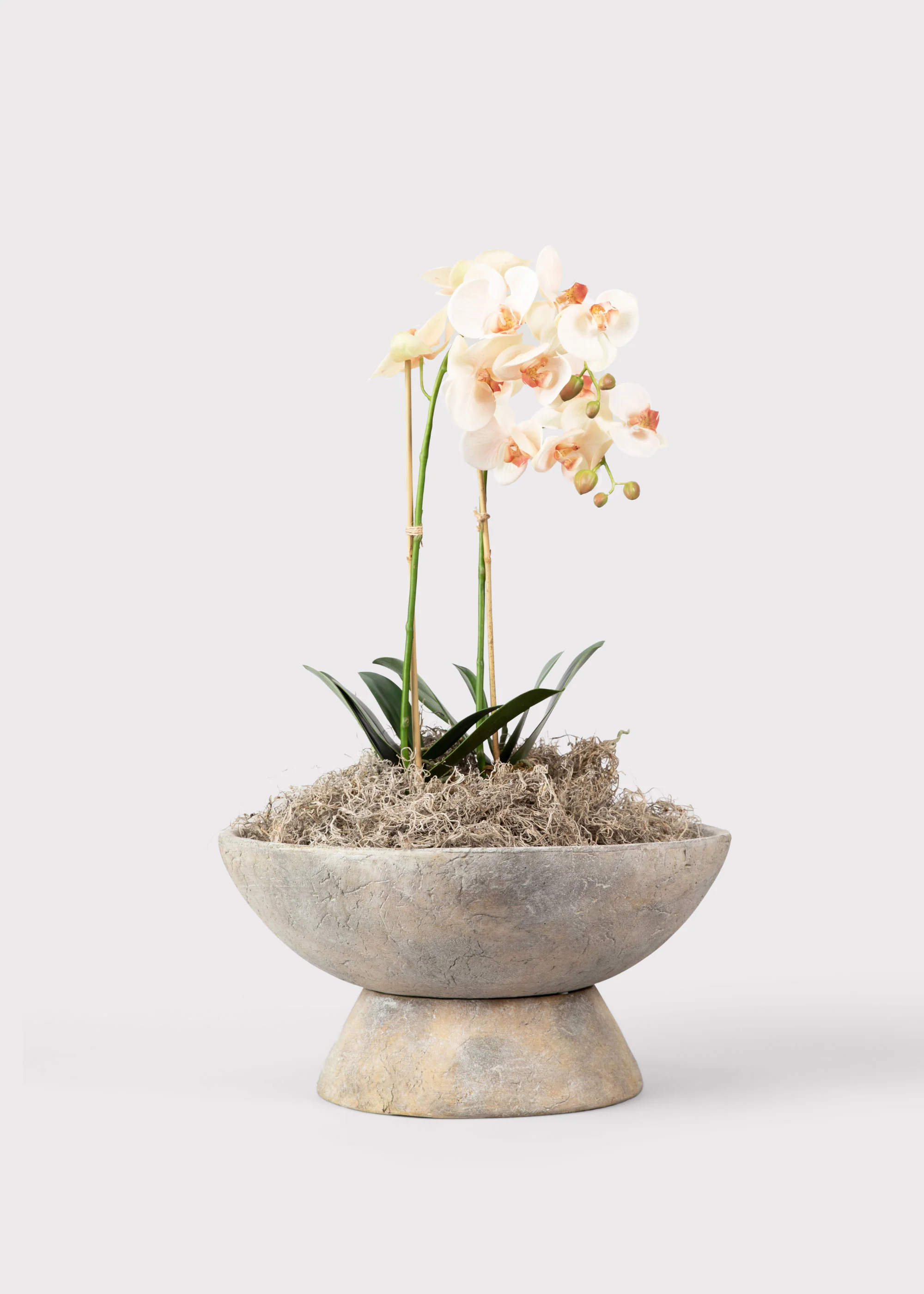 Faux Blush Phalaenopsis Orchid Drop-In Plant - 23" - Image 2