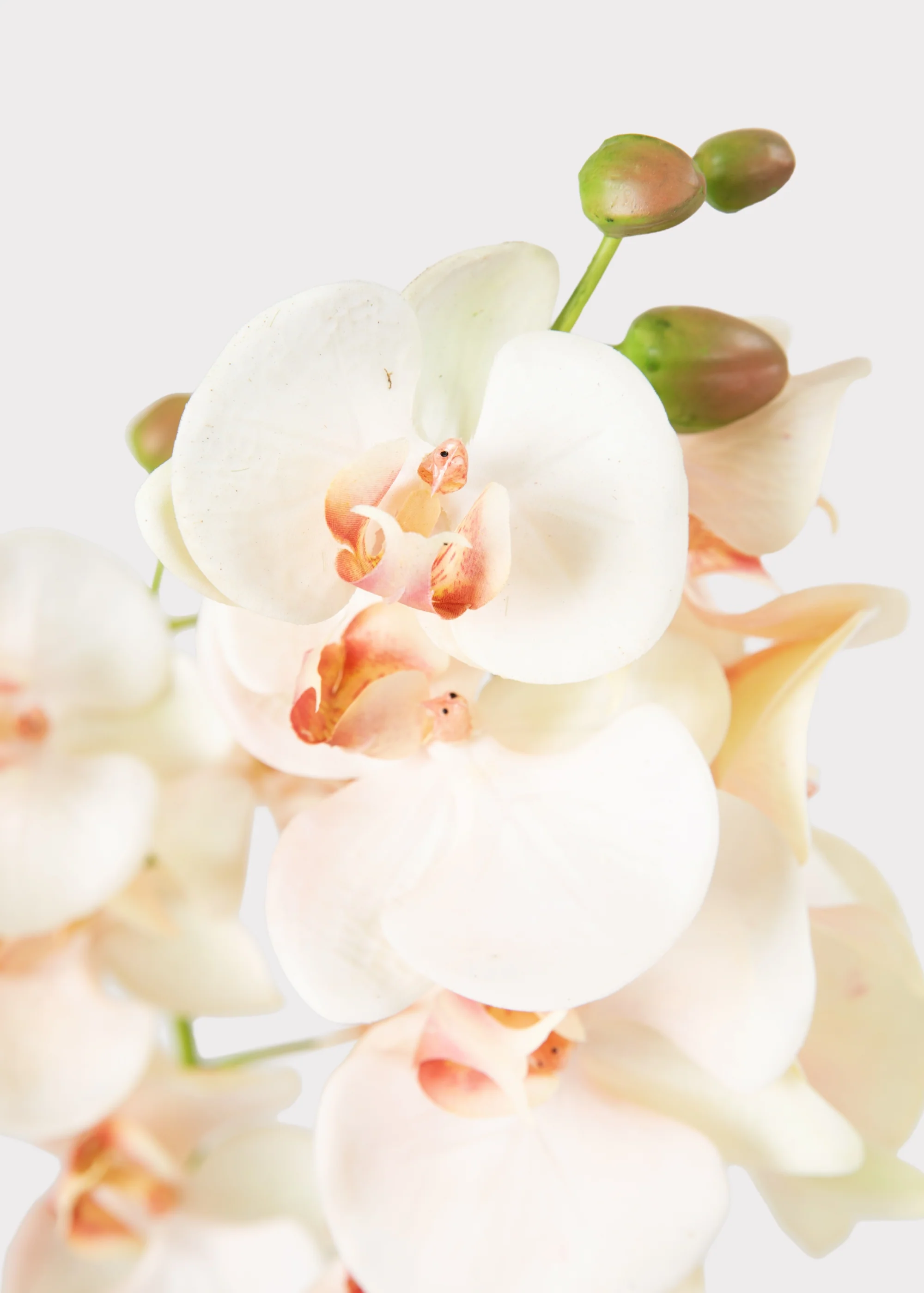 Faux Blush Phalaenopsis Orchid Drop-In Plant - 23" - Image 3
